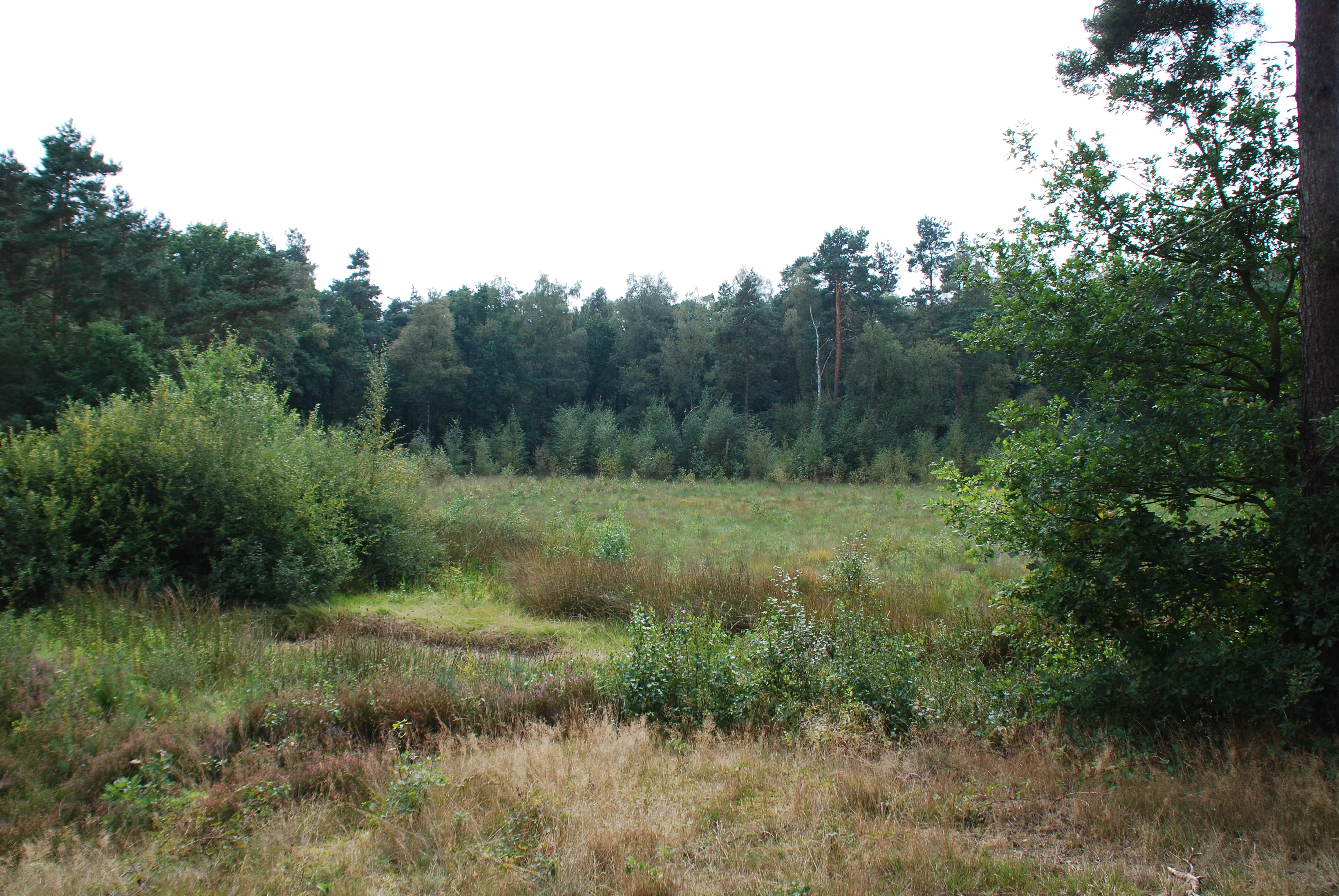 A slightly elevated view looking across an open boggy moorland with low vegetation, surrounded by a dense forest boundary.
