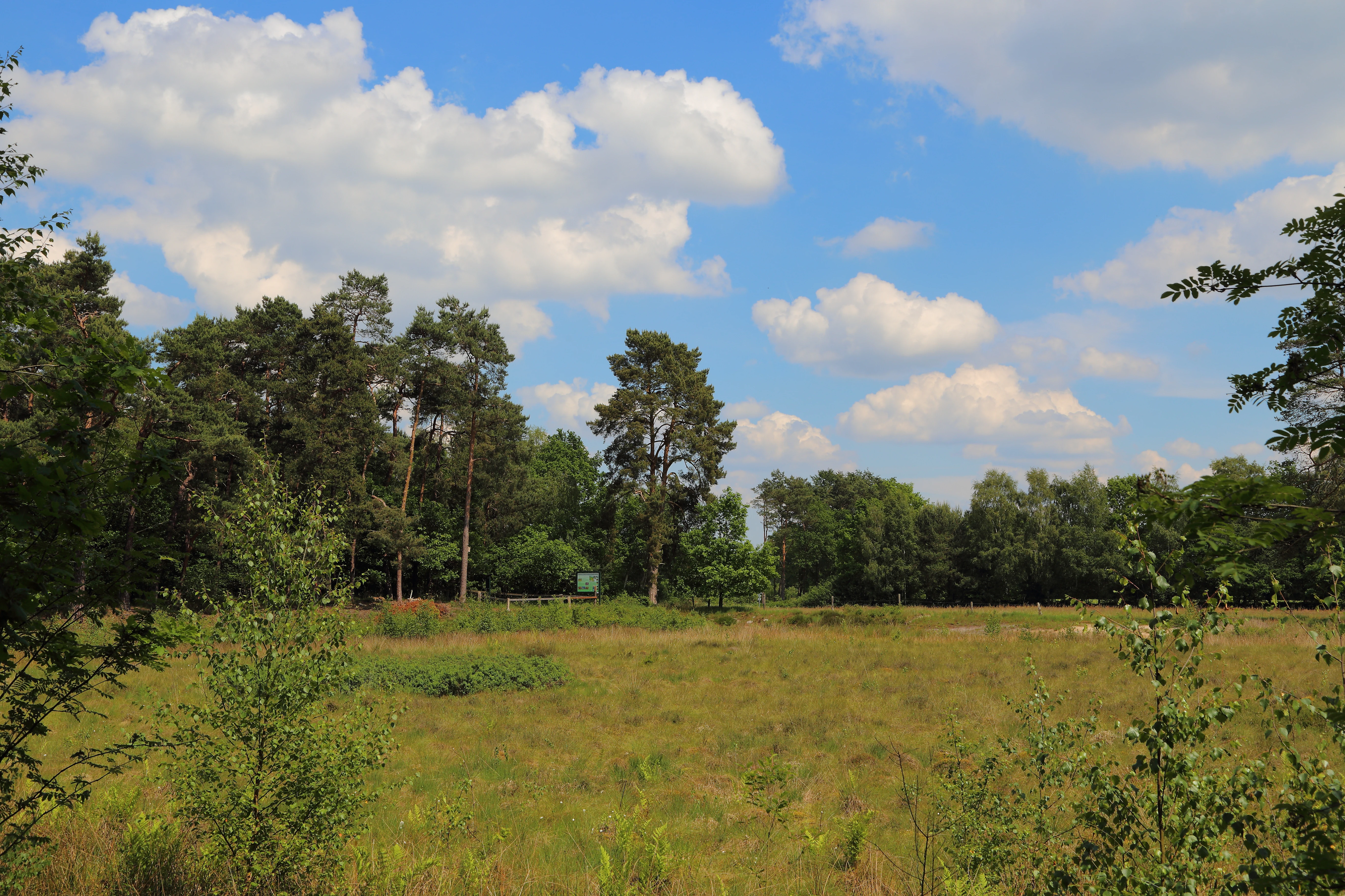 A wide view of an open bog or moorland area with grasses in the foreground, backed by a line of trees against a blue sky with white clouds.