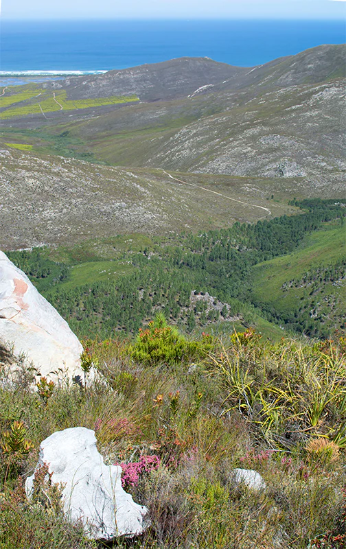 A high-angle view of the Kogelberg Nature Reserve, featuring foreground fynbos vegetation and rocky outcrops leading to rolling mountain hills that descend toward the blue ocean in the distance.