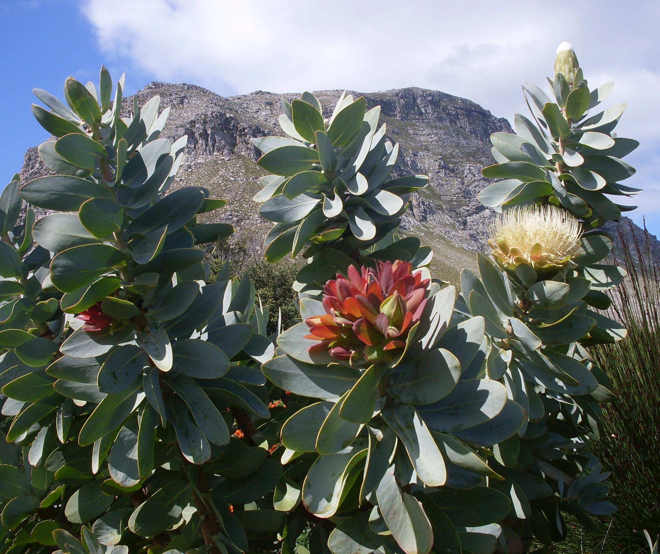 A close up view of a Protea nitida shrub with silvery-green leaves and a blooming flower head, set against a blurred, rocky mountain ridge under a blue sky.