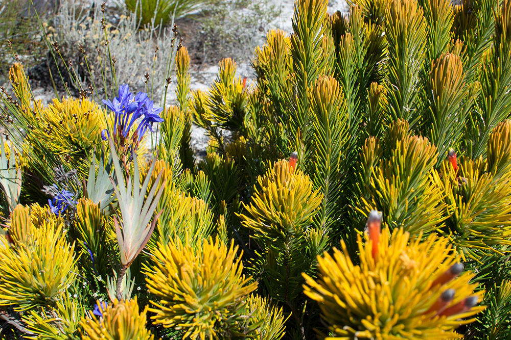 A close-up view of diverse fynbos plants including needle-like yellow-tipped foliage and small clusters of vibrant purple flowers in Kogelberg Nature Reserve.