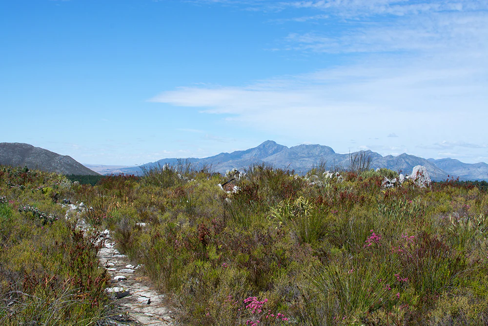 A narrow, stony footpath cuts through low-lying shrubbery and colorful fynbos vegetation toward a backdrop of distant mountains under a blue sky.