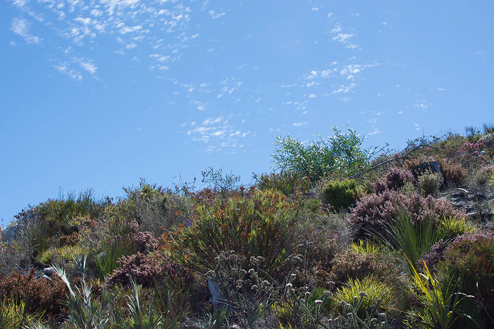 A close up view of fynbos scrubland vegetation covering a hillside under a blue sky with light clouds.