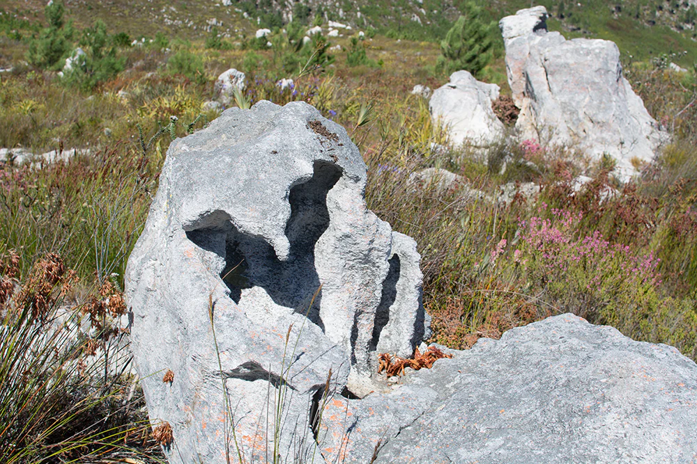 Several light grey, weathered rock outcrops stand in a field of fynbos, with a prominent rock in the foreground featuring a natural hollow or hole.