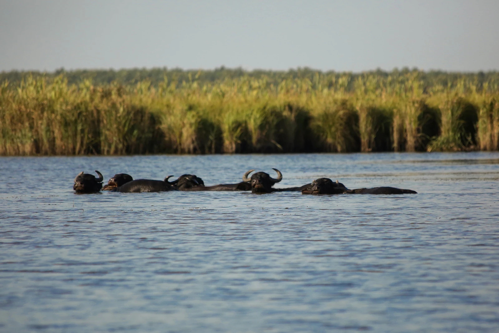 Water buffaloes partially submerged in a body of water with tall reeds and forest in the background