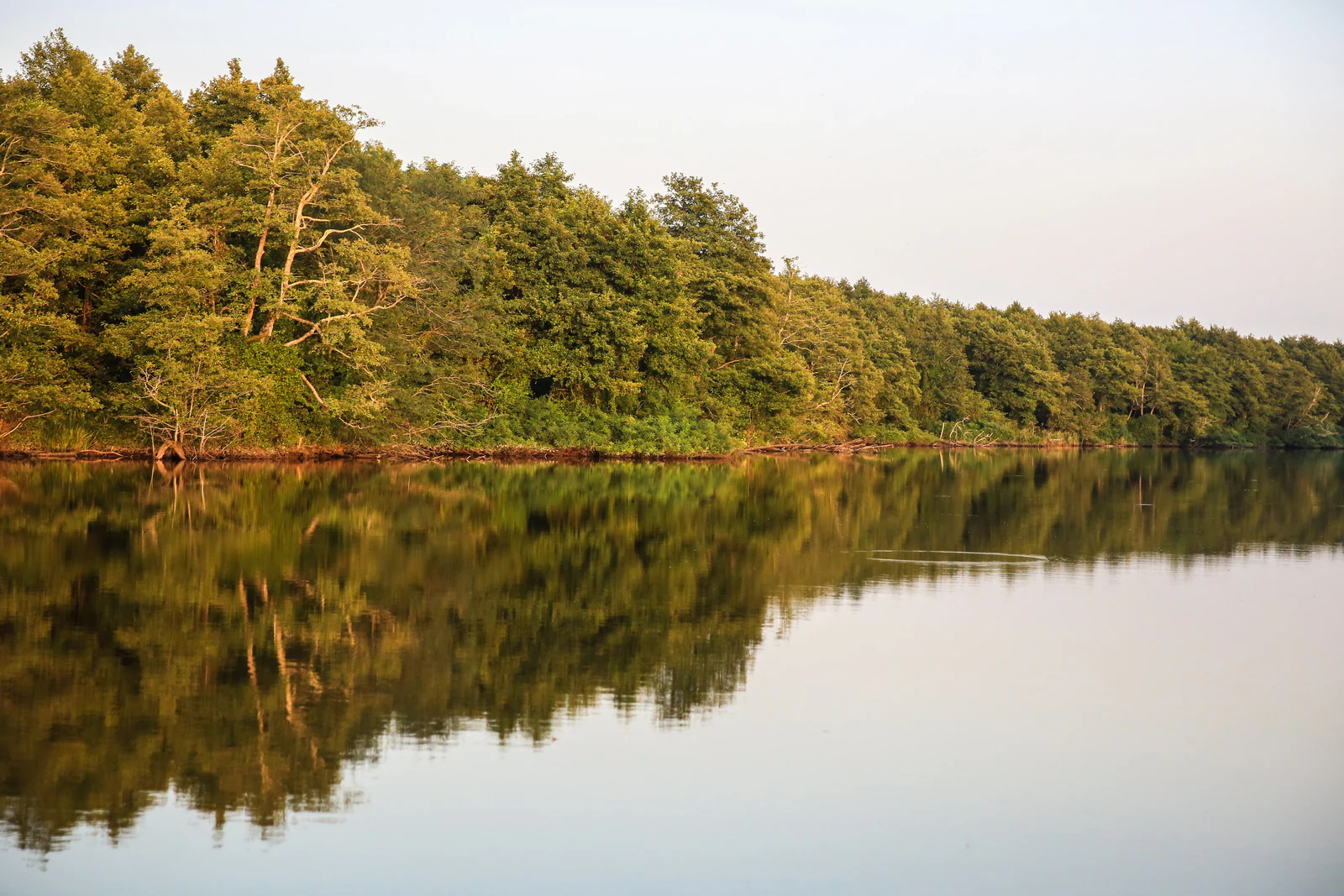 Calm lake surface reflecting a dense forest shoreline under clear sky