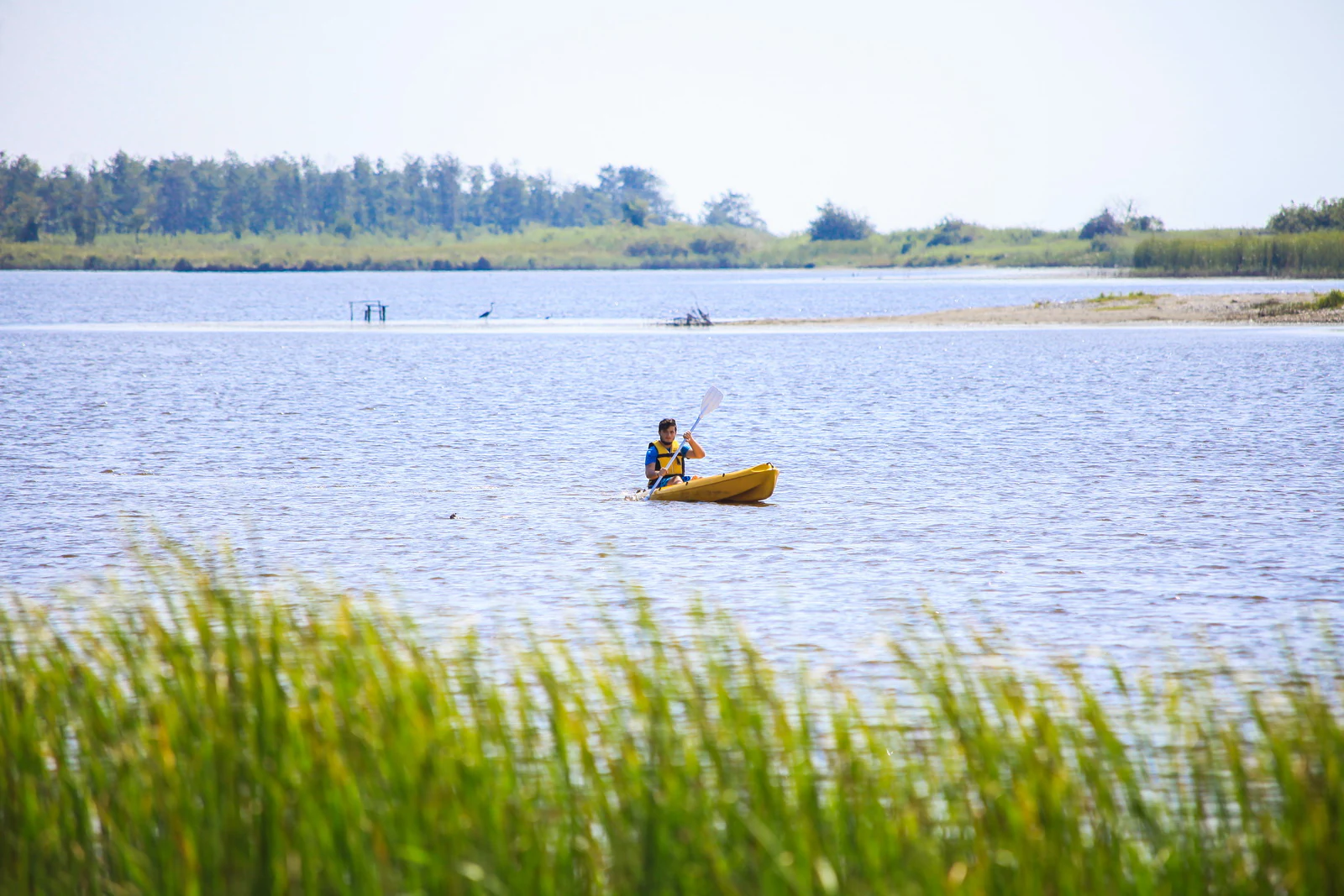 A person kayaking on a calm lake with tall green grass in the foreground and trees in the background