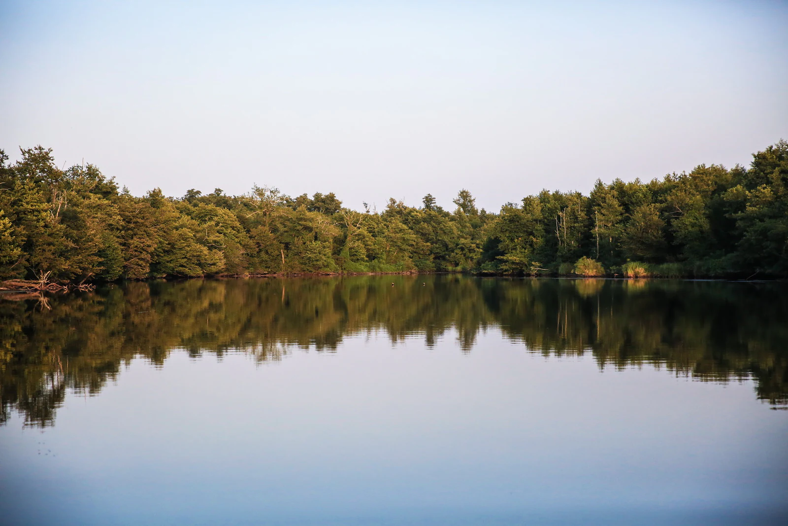 A calm lake reflecting dense green trees and a clear sky