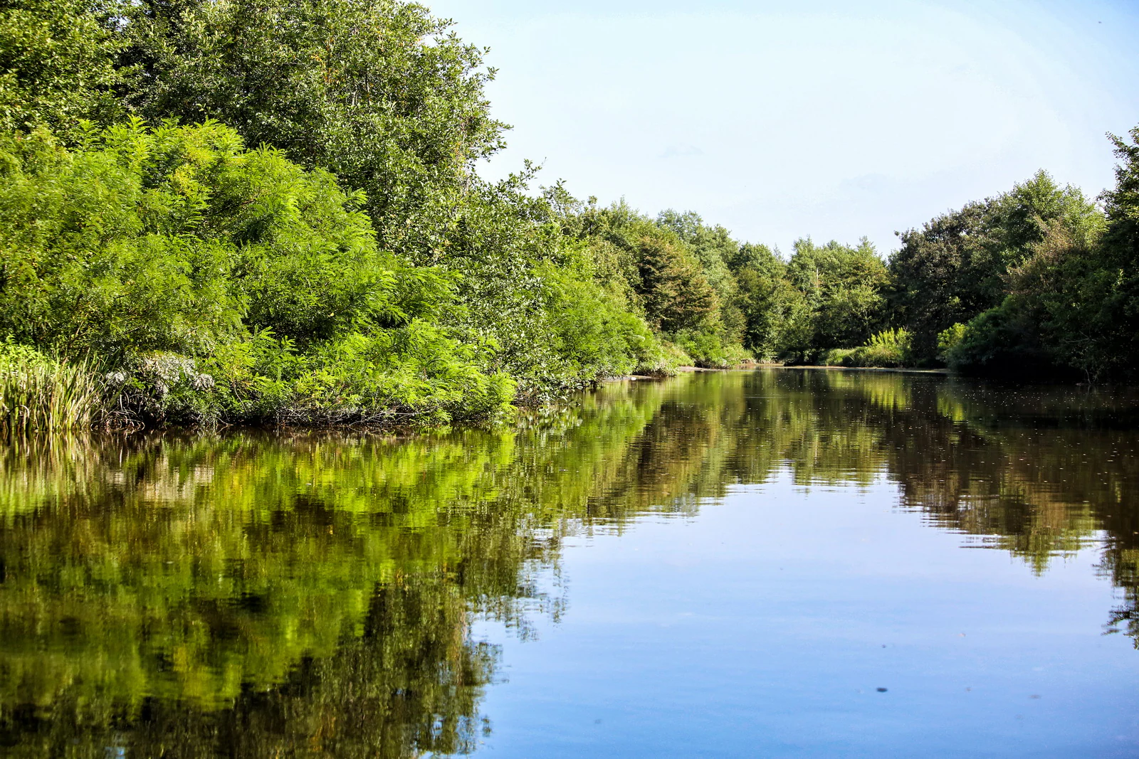 Calm lake surface reflecting green forest under clear sky