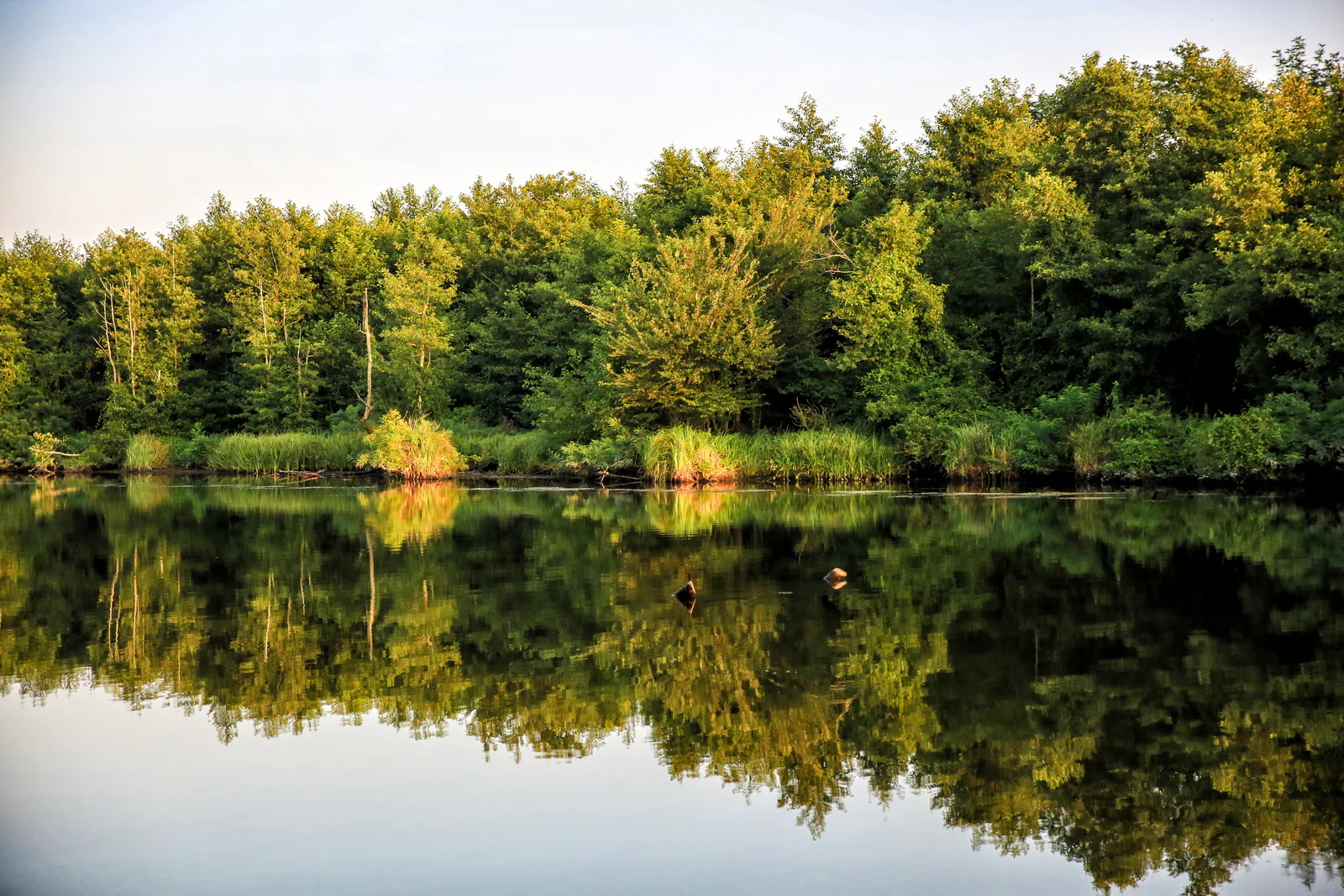 Calm lake reflecting dense green forest under clear sky