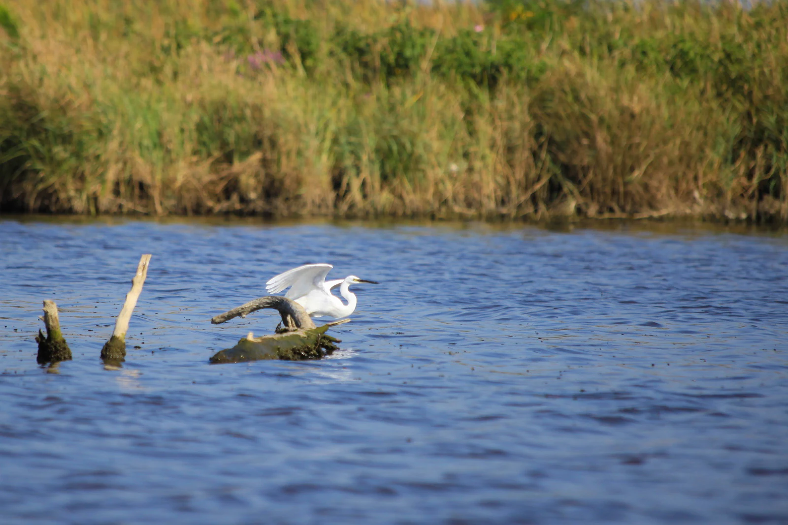 White bird standing on a partially submerged log in a body of water with tall grasses in the background
