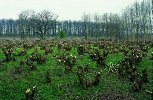 A landscape view of a field filled with many short, freshly pollarded or coppiced tree stumps, with a line of taller trees in the background.
