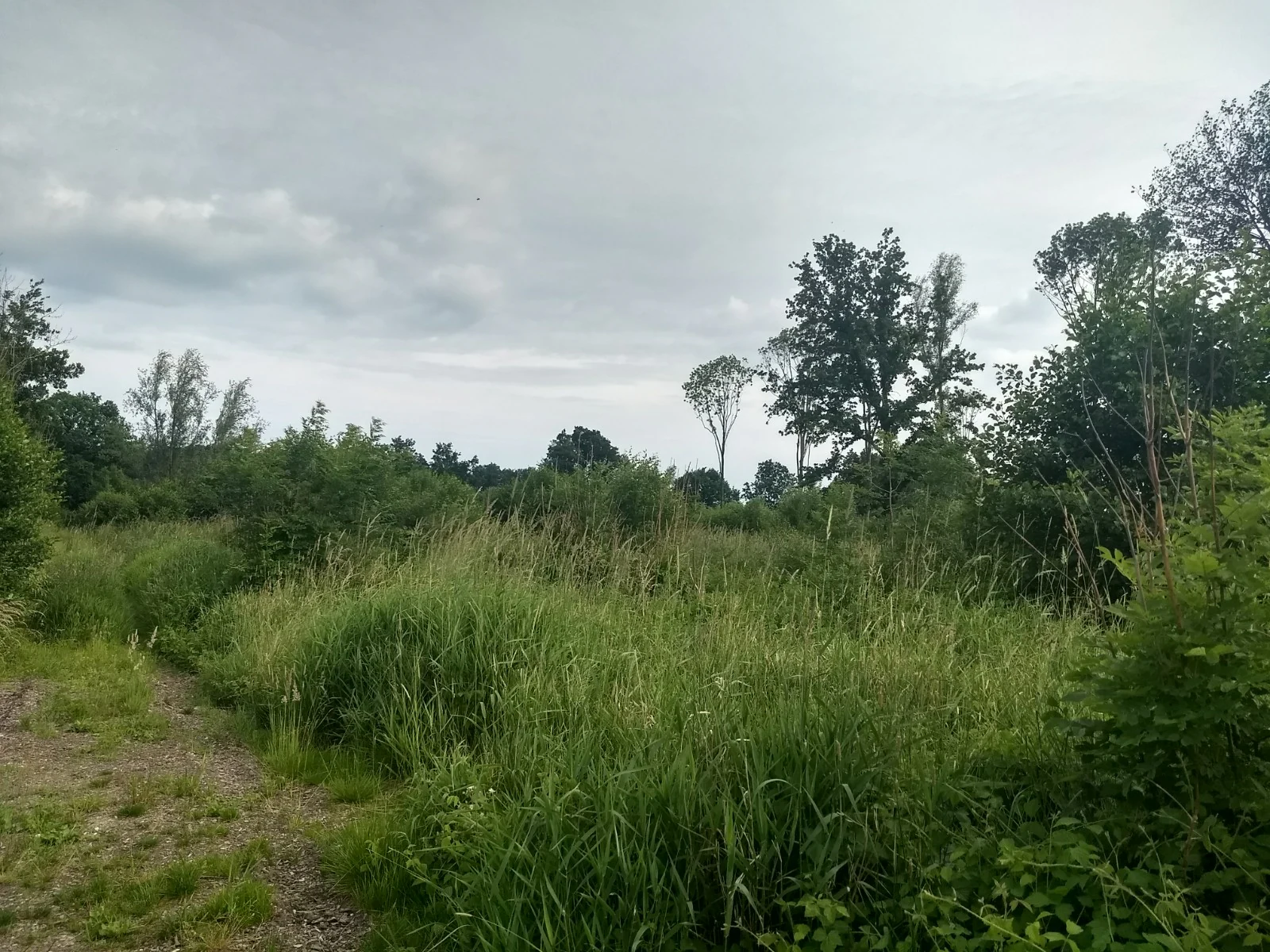 A wide shot of a grassy meadow with patches of shrubs and trees under a cloudy sky.