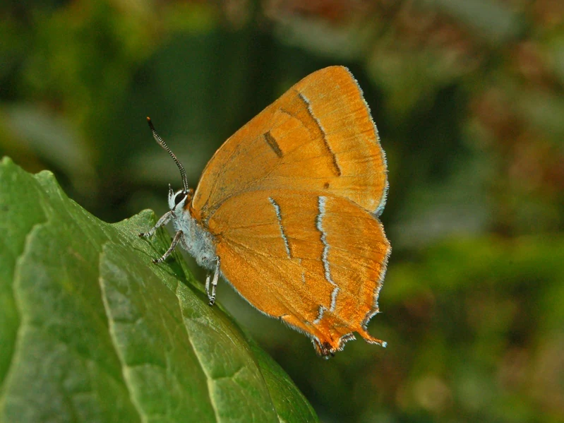 Side profile of a vibrant orange butterfly with thin white markings on its wings perched on a large green leaf.
