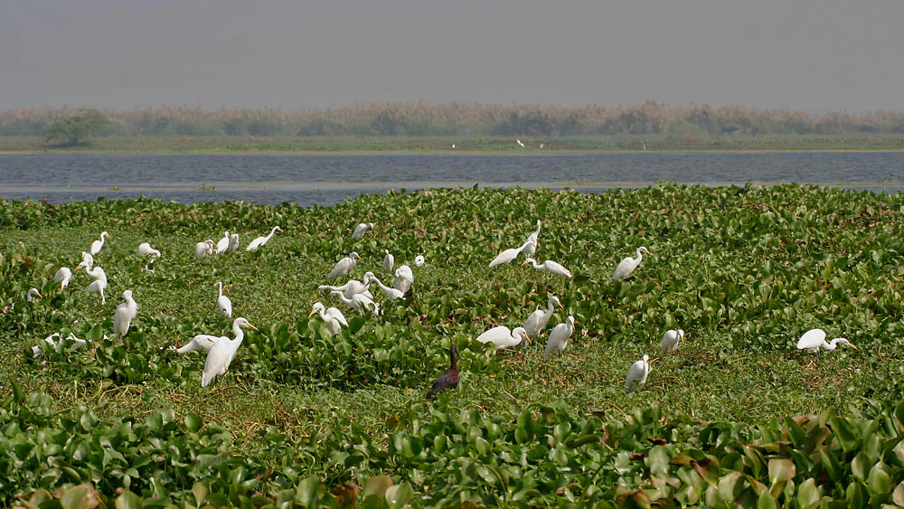 A wide shot of many white egrets standing and walking among dense green water hyacinth plants in a wetland environment with a large lake in the background.