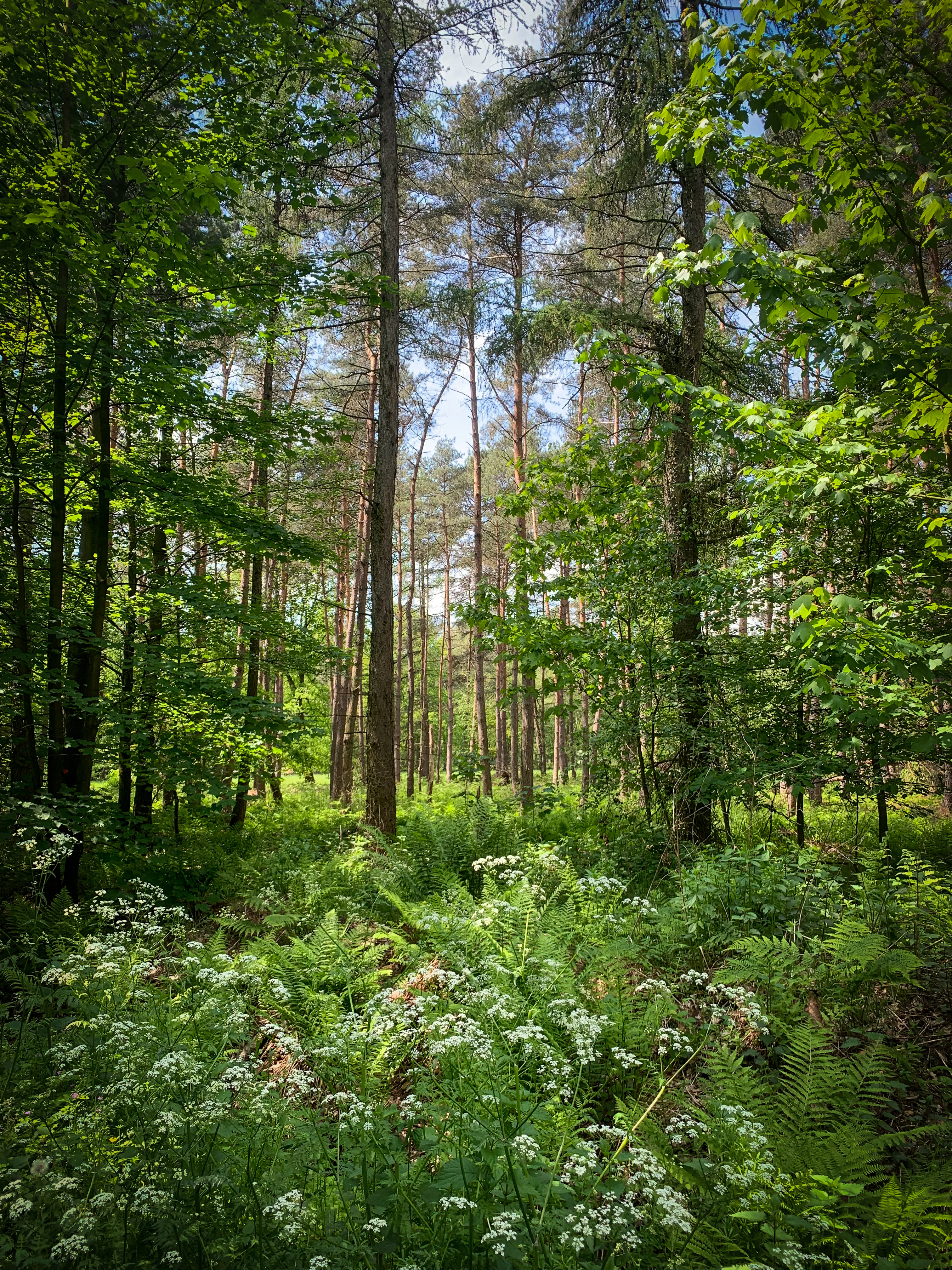 A vertical shot of a vibrant green forest with tall, slender tree trunks rising toward a light-filled canopy. In the foreground, white wildflower clusters and lush green ferns fill the forest floor.
