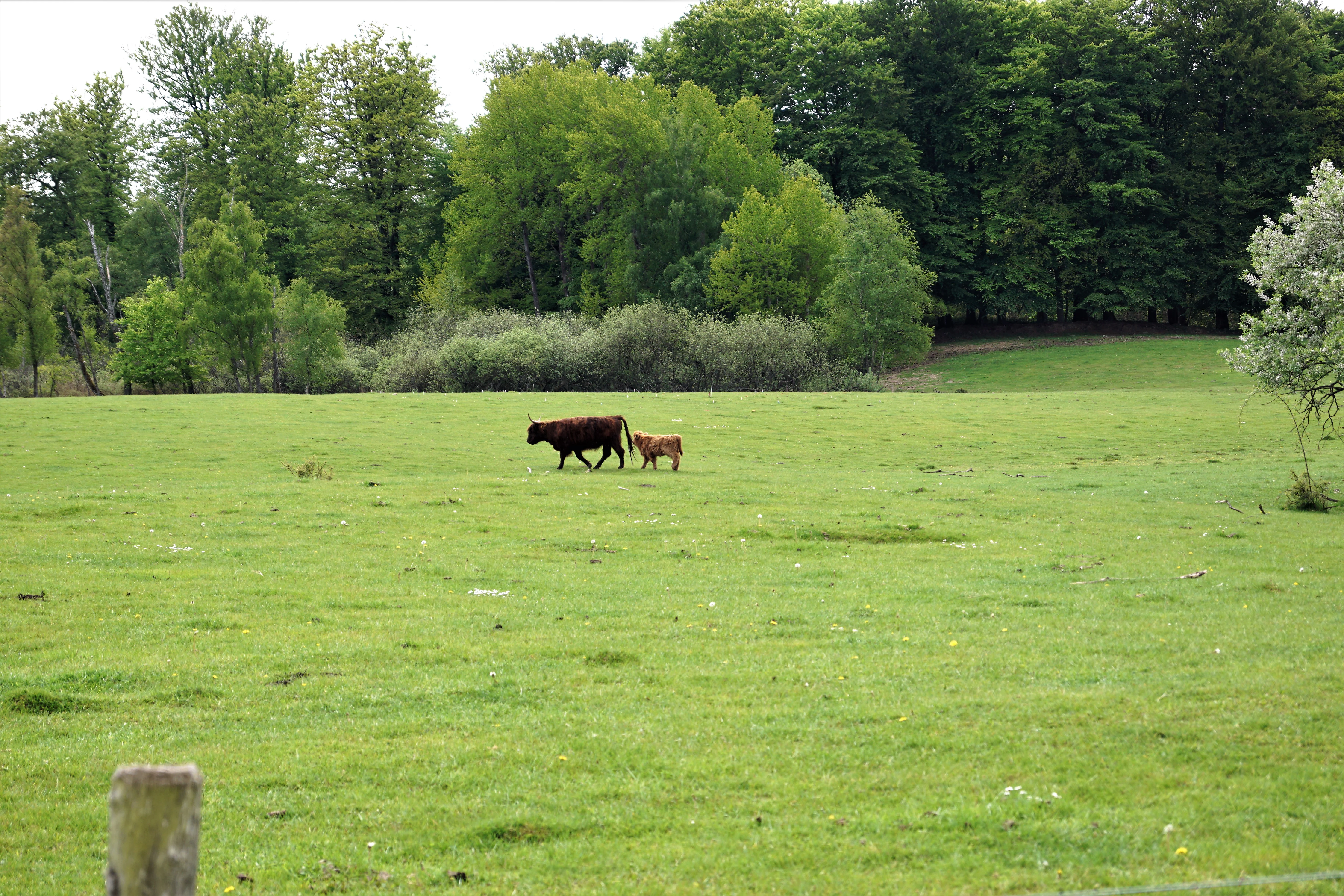 A cow and calf walking in a green field with trees and bushes in the background