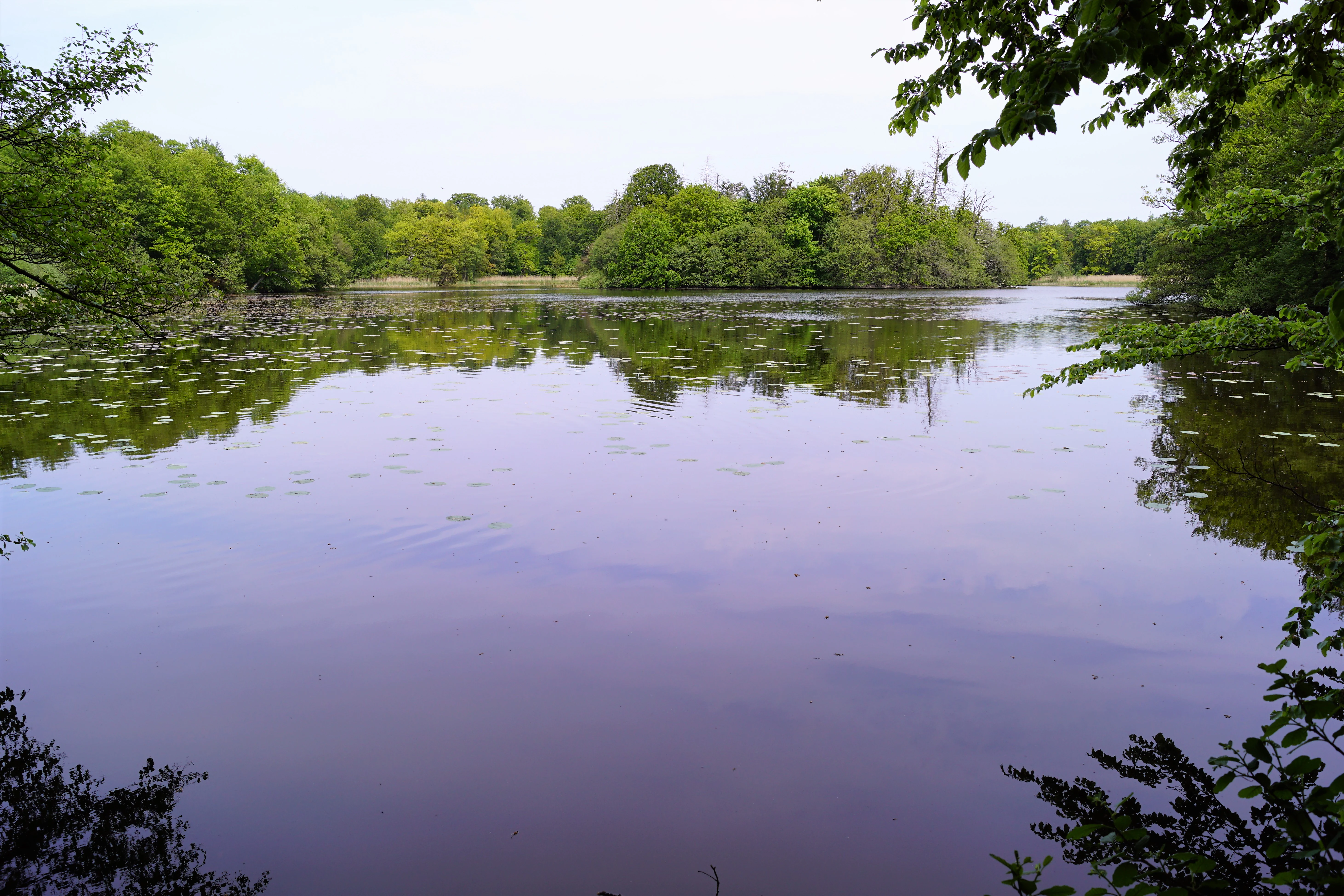 Calm pond reflecting trees and sky, bordered by lush green forest