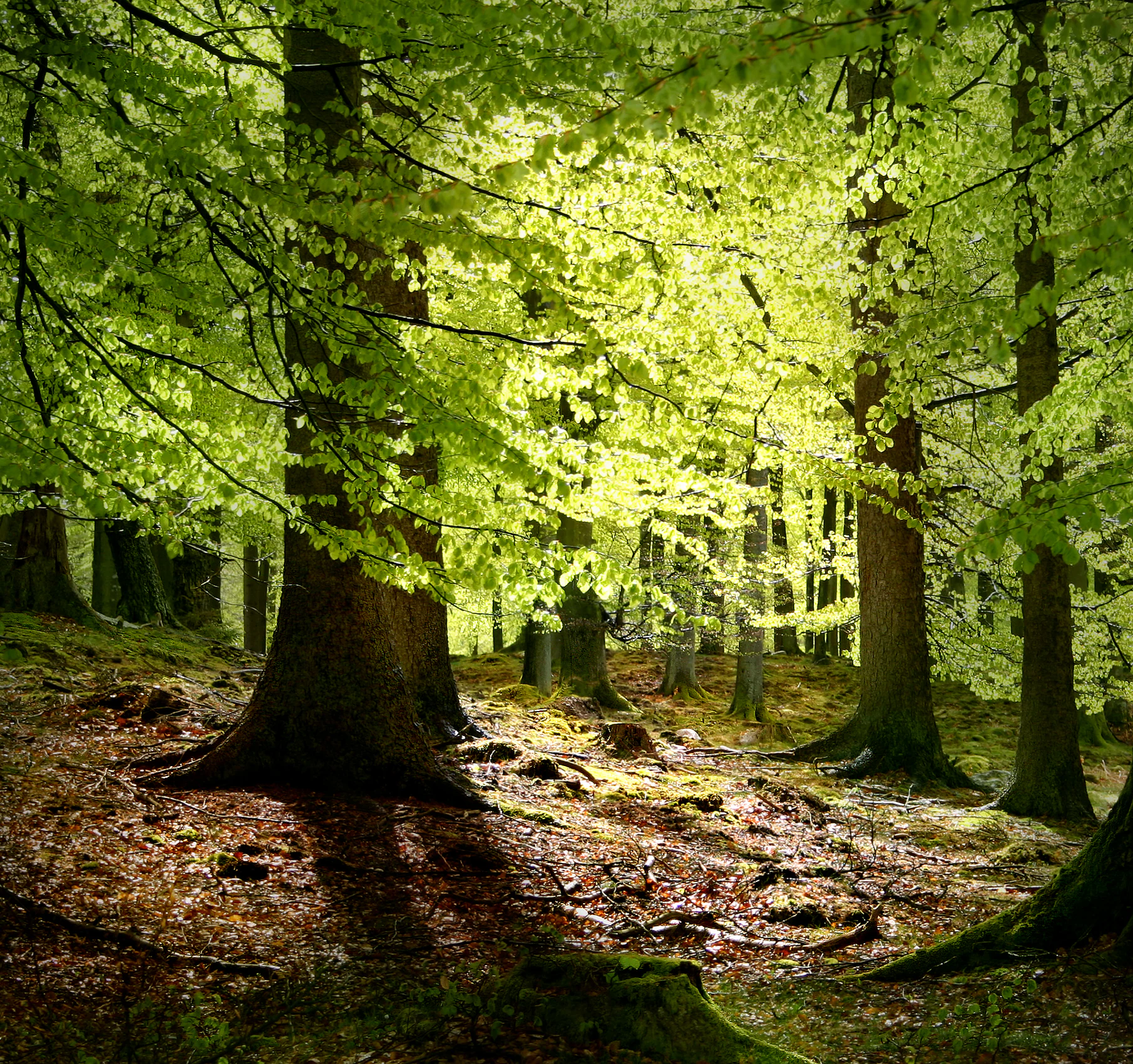 Sunlight filtering through tall tree canopies in a forest, casting shadows on the forest floor covered with fallen leaves