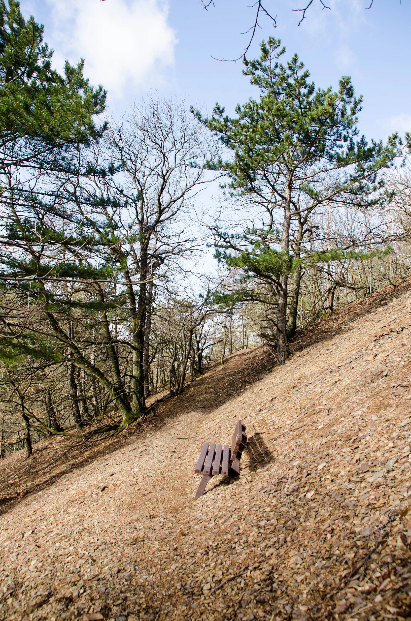 A wooden bench sits on a steep, rocky, brownish-red slope with pine and deciduous trees under a light blue sky.