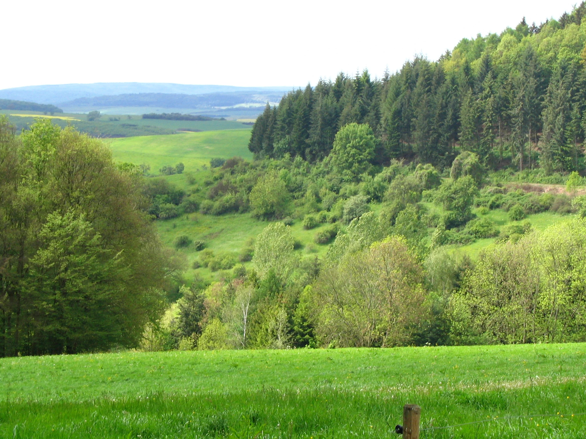 A wide view of the green western slope of Königsberg, featuring mixed deciduous and coniferous forest patches alongside rolling meadows.
