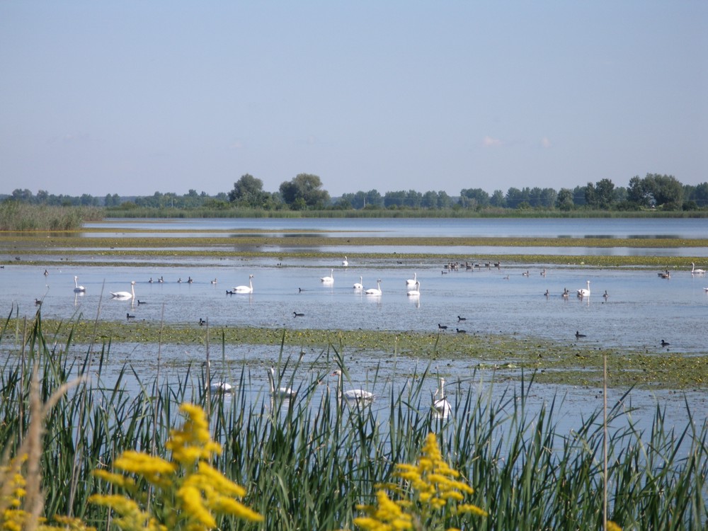 A wide wetland lake with swans, ducks, and reeds under a clear sky