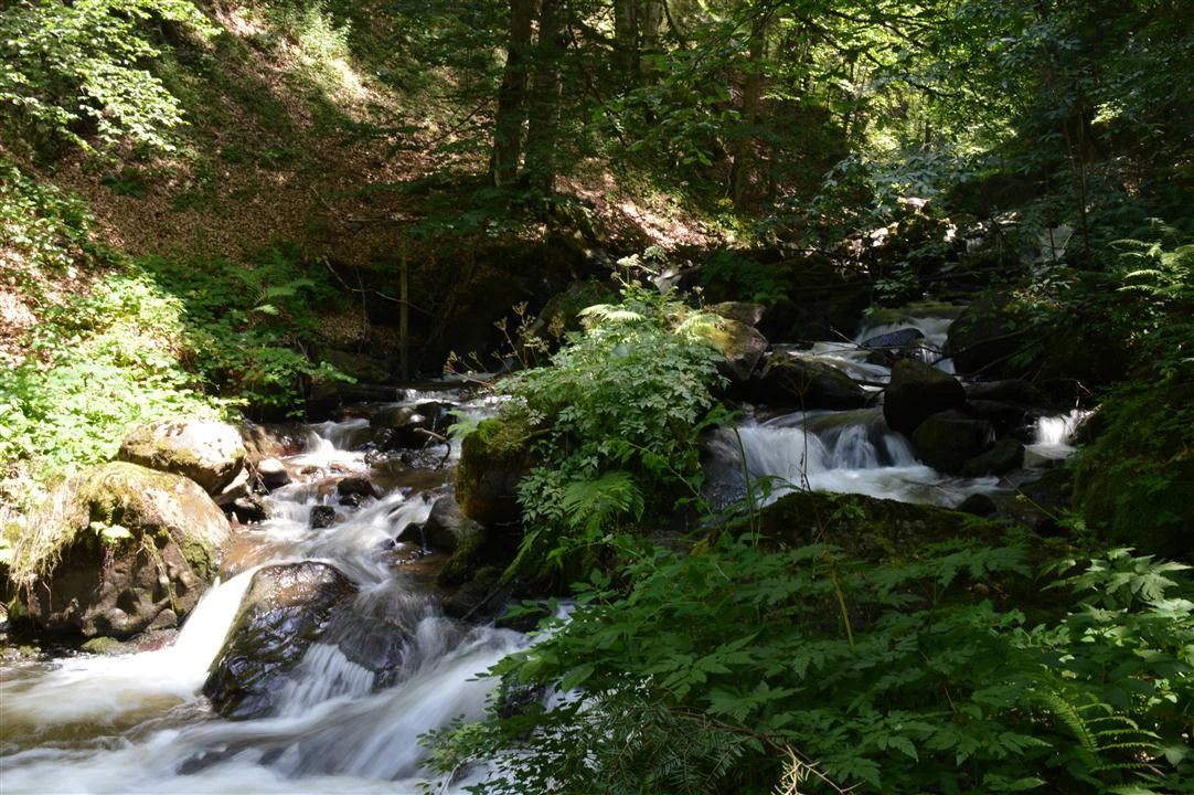 A river flows through a rocky canyon surrounded by lush green vegetation and trees