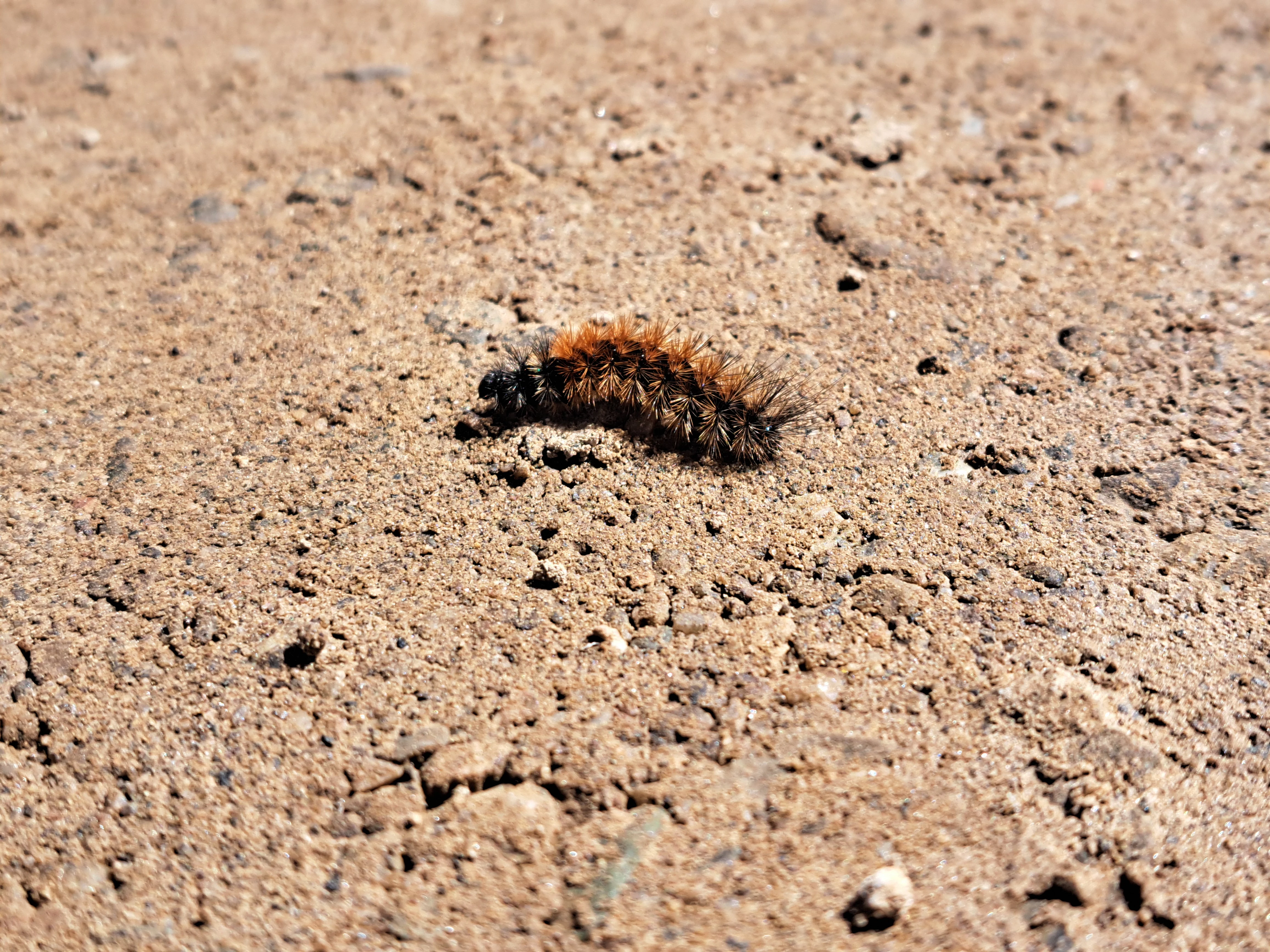 Close-up view of a caterpillar with orange and black coloring on a gravelly surface