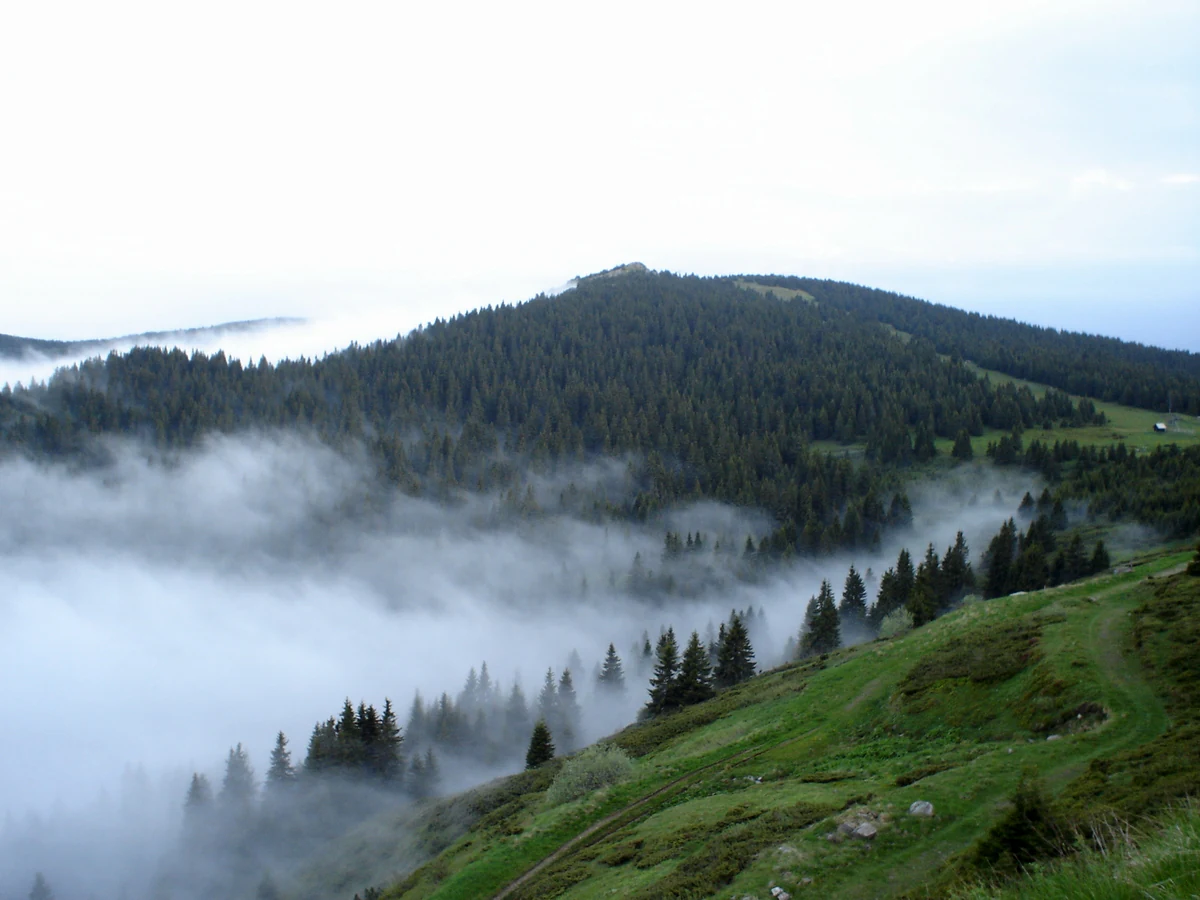 Mountain landscape with forested hills, fog in the valleys, and green terrain under overcast sky
