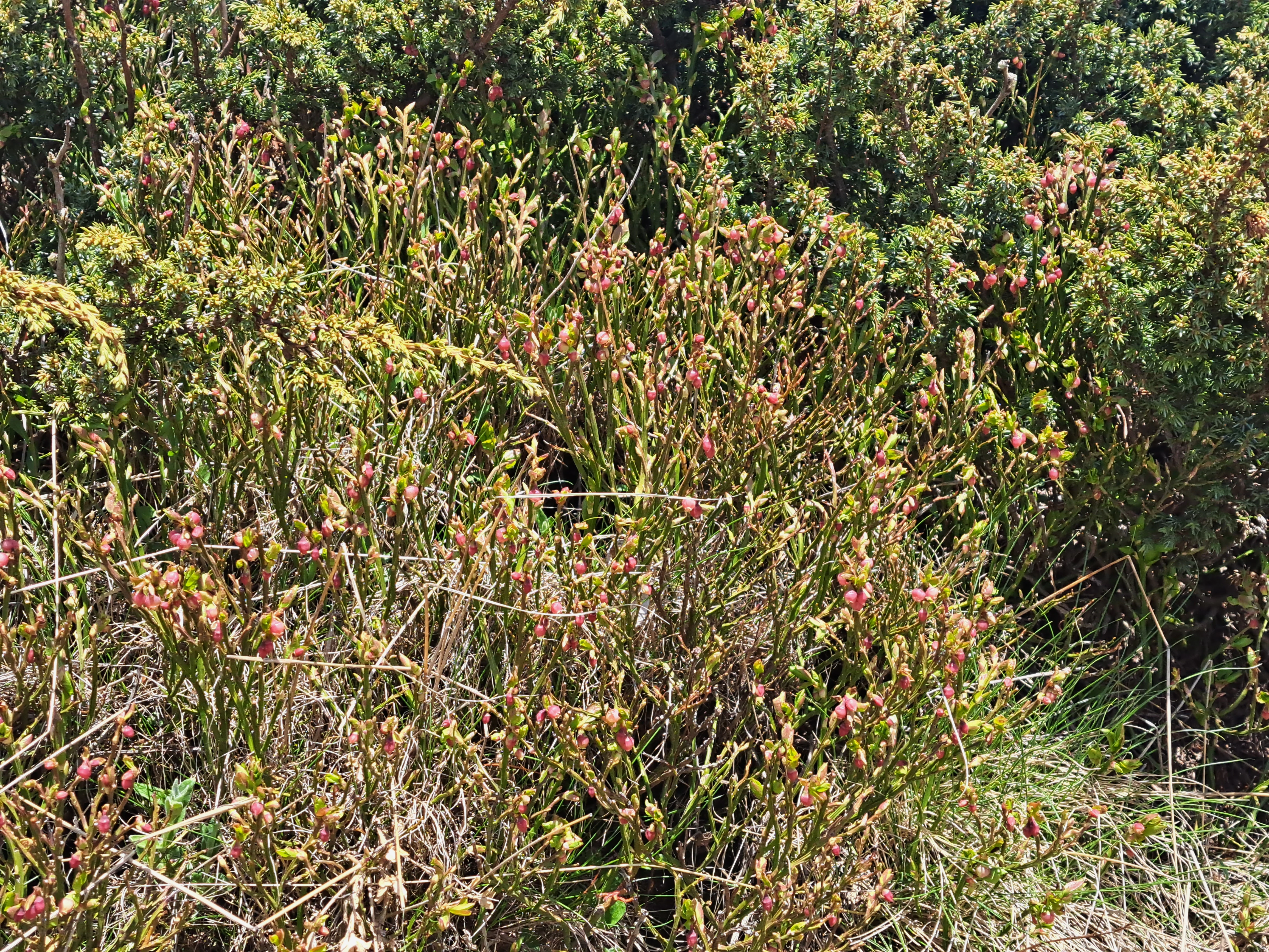 Close-up view of dense green vegetation with small pinkish flowers or buds in a mountainous area