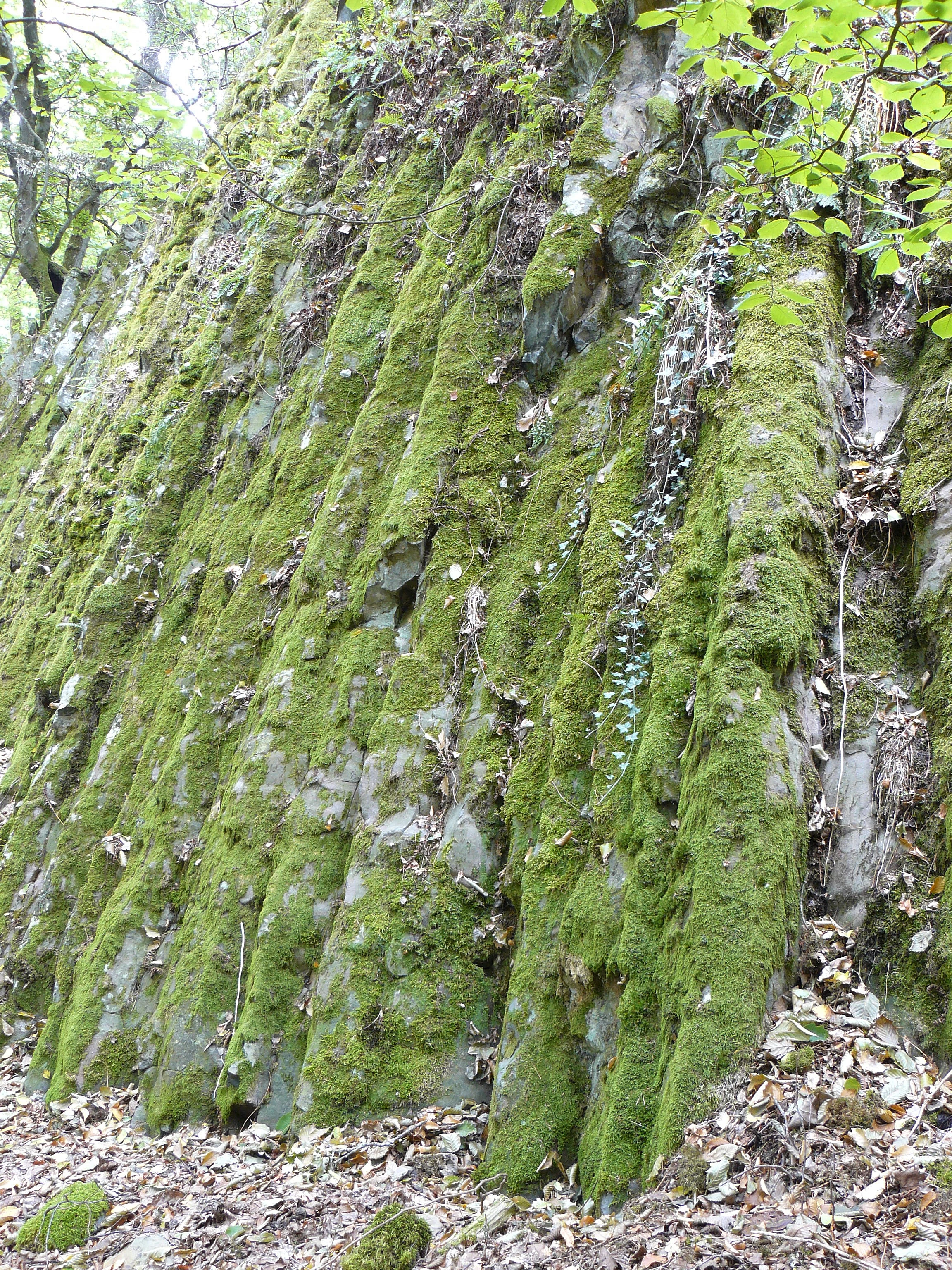 A close-up view of vertical, moss-covered basalt rock columns on a hillside, with forest floor leaves visible at the base.