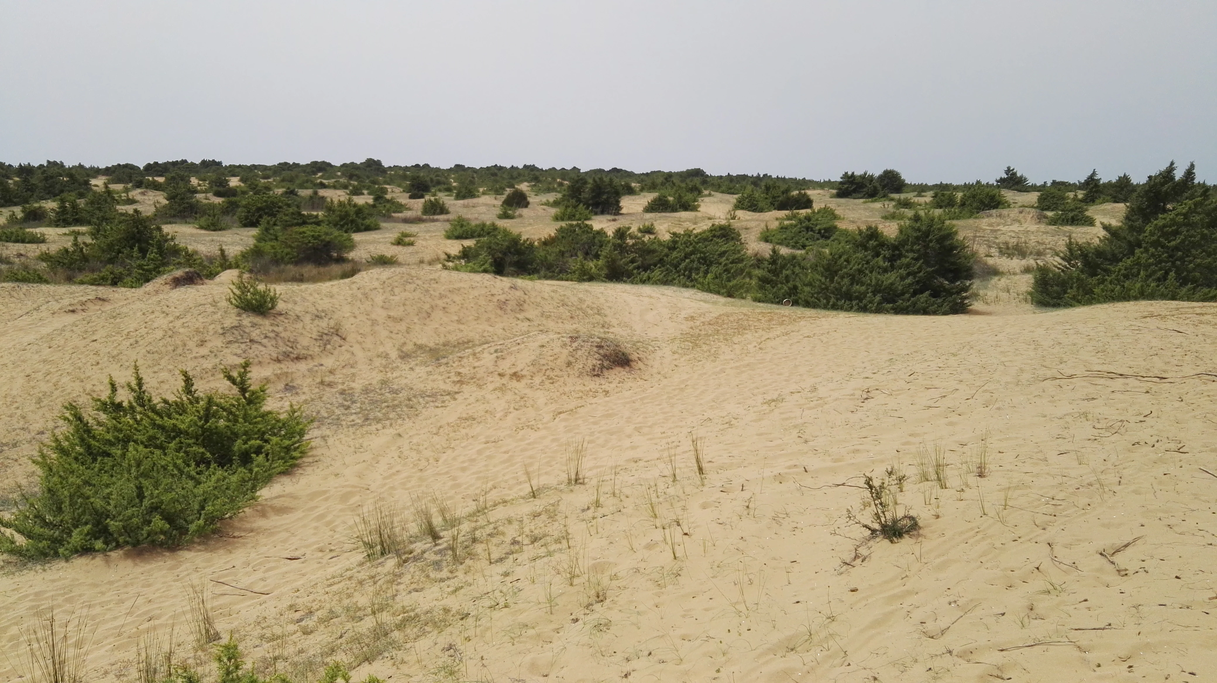 A wide, eye-level shot of a sandy coastal dune landscape dotted with low green shrubs under an overcast sky.
