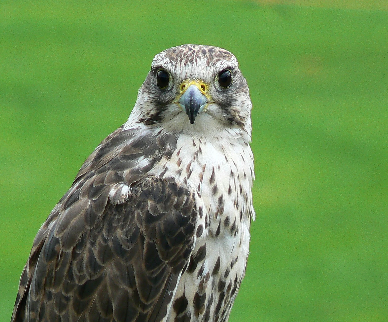 Saker Falcon (Falco cherrug) facing forward, showing speckled brown and white plumage, yellow cere, and sharp beak