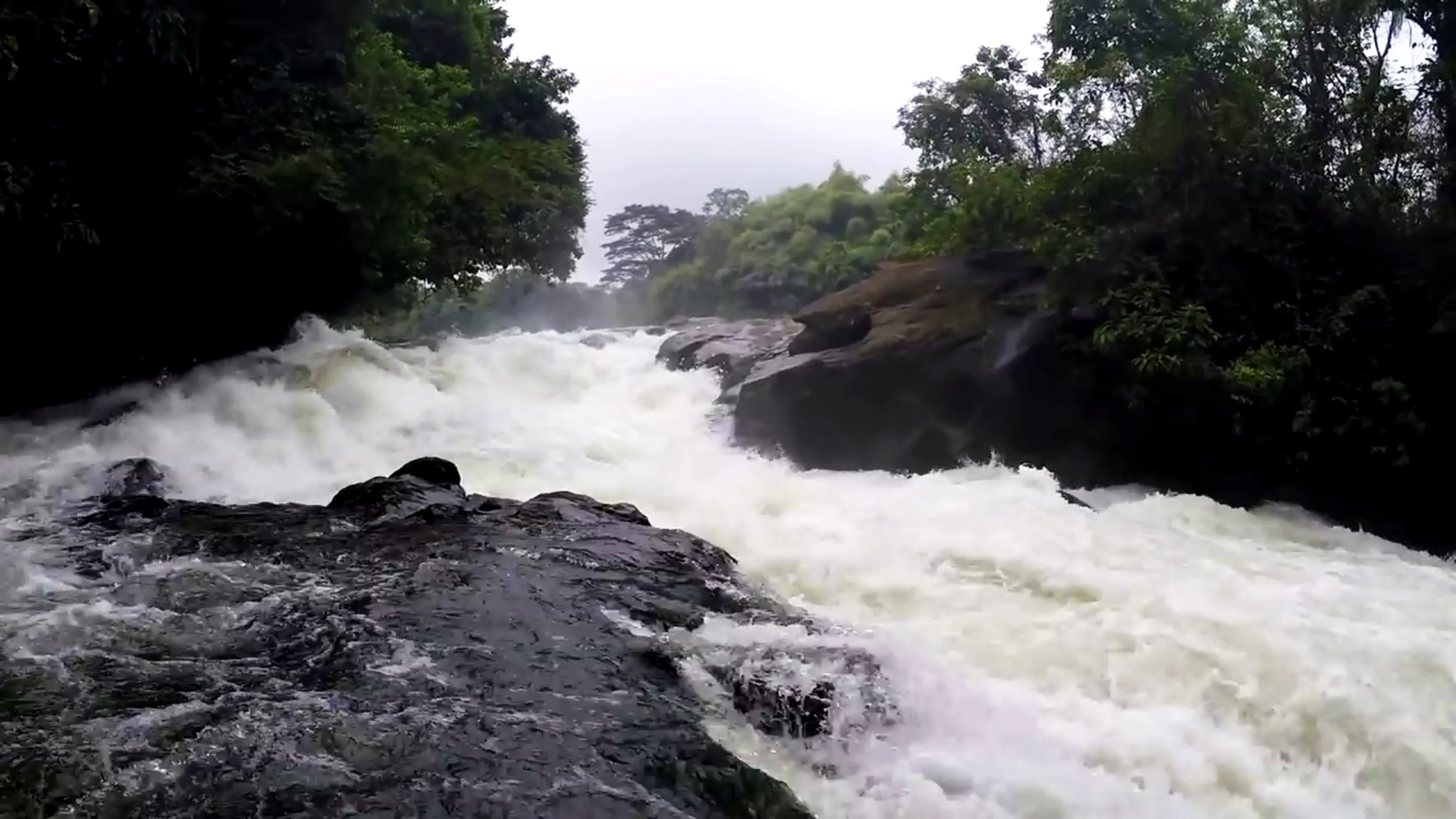 Aguas bravas fluyendo sobre rocas en un denso bosque verde