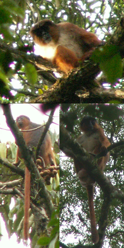 Collage de tres imágenes que muestran monos posados en ramas de árboles en un bosque denso