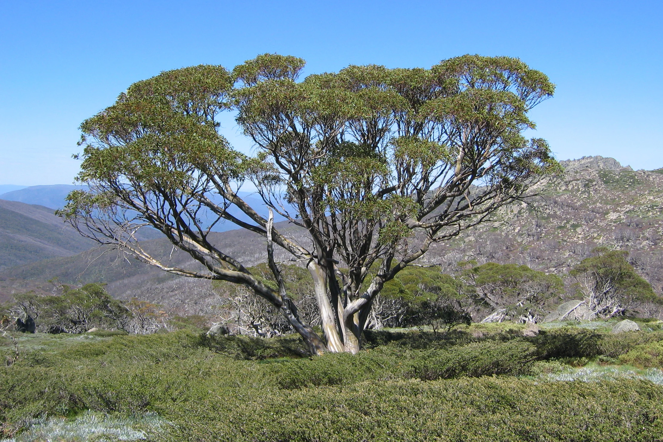 Un árbol de eucalipto nival con follaje verde se alza en una ladera cubierta de hierba, con cordilleras al fondo, bajo un cielo azul despejado.