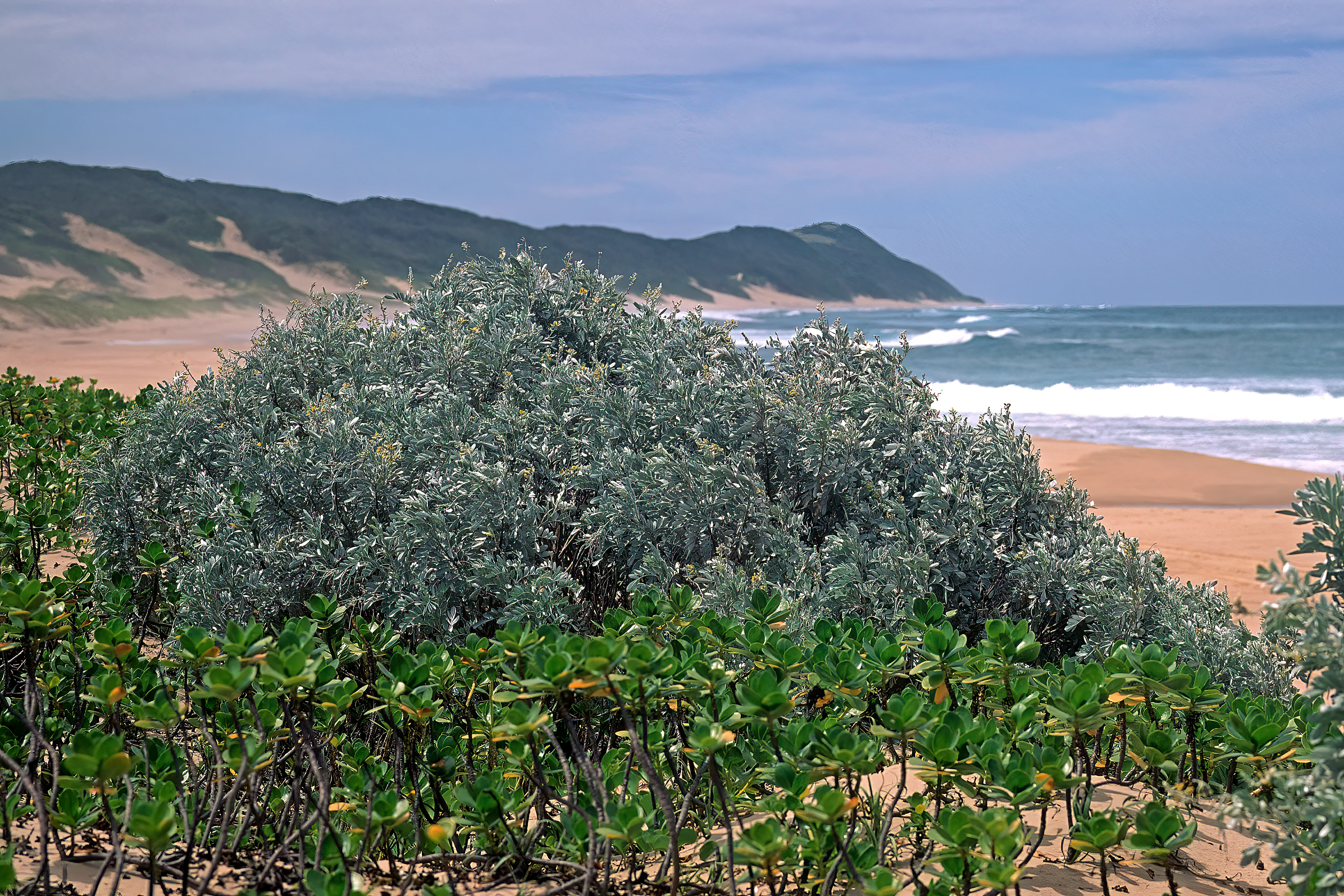 Vista de cerca de un arbusto de Sophora inhambanensis con follaje verde plateado, rodeado de plantas verdes más pequeñas en una playa de arena, con una costa ondulada y el océano al fondo.