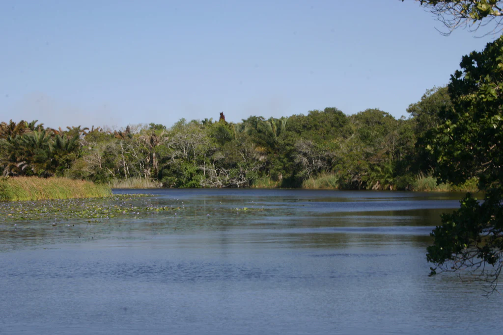 Una vista amplia de un lago tranquilo de azul oscuro rodeado de densos árboles y arbustos verdes bajo un cielo azul despejado.