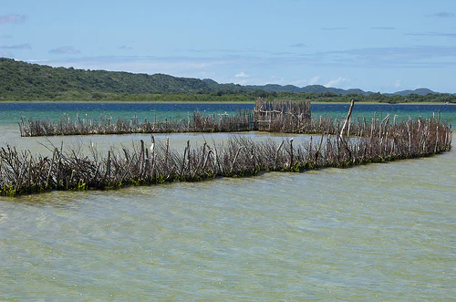 Una valla de madera en forma de V construida con palos incrustados en el agua clara y poco profunda de un estuario, formando una trampa de pesca tradicional.