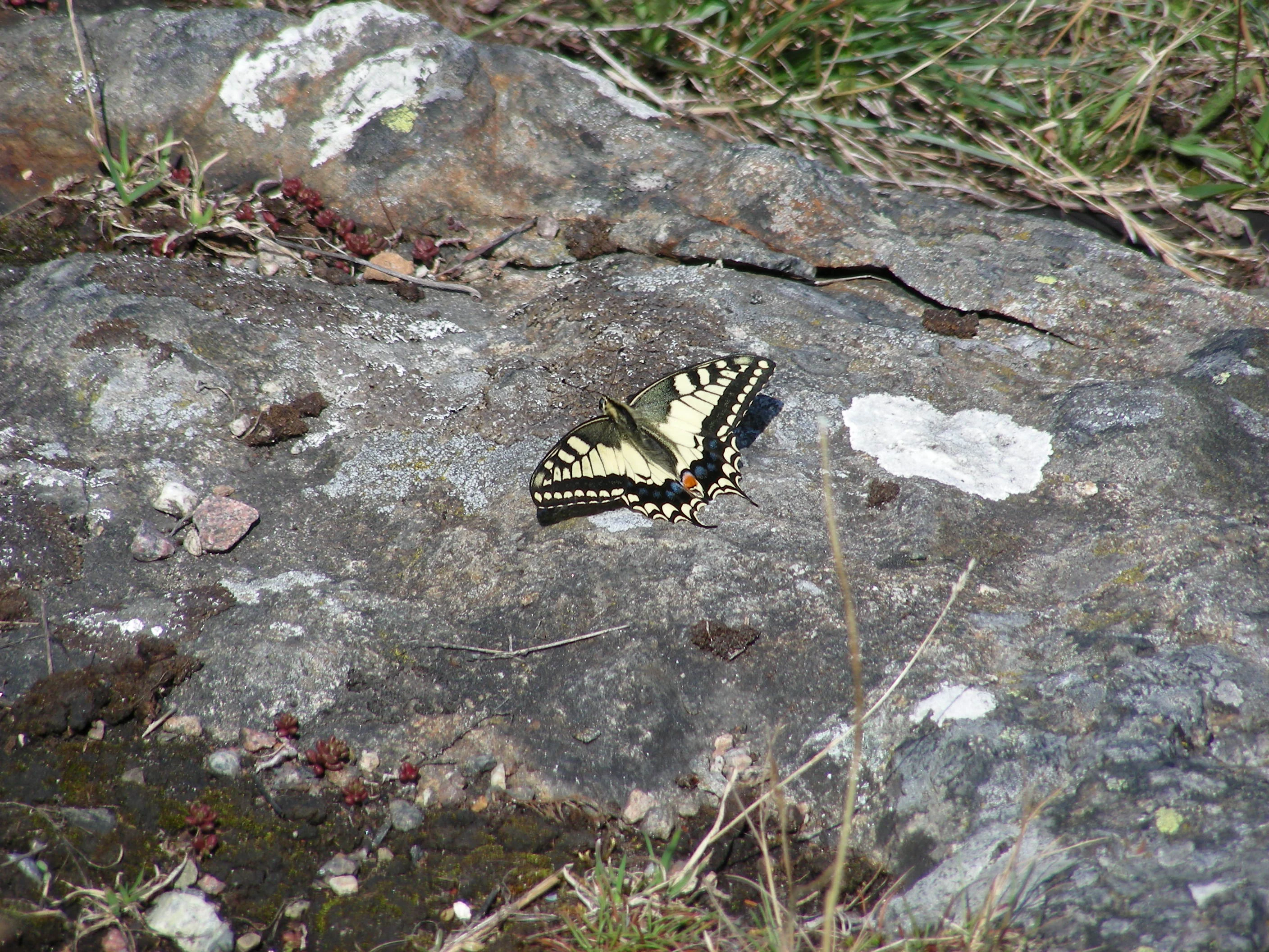 Yellow and black butterfly with distinctive wing patterns resting on a gray rock with patches of lichen and moss