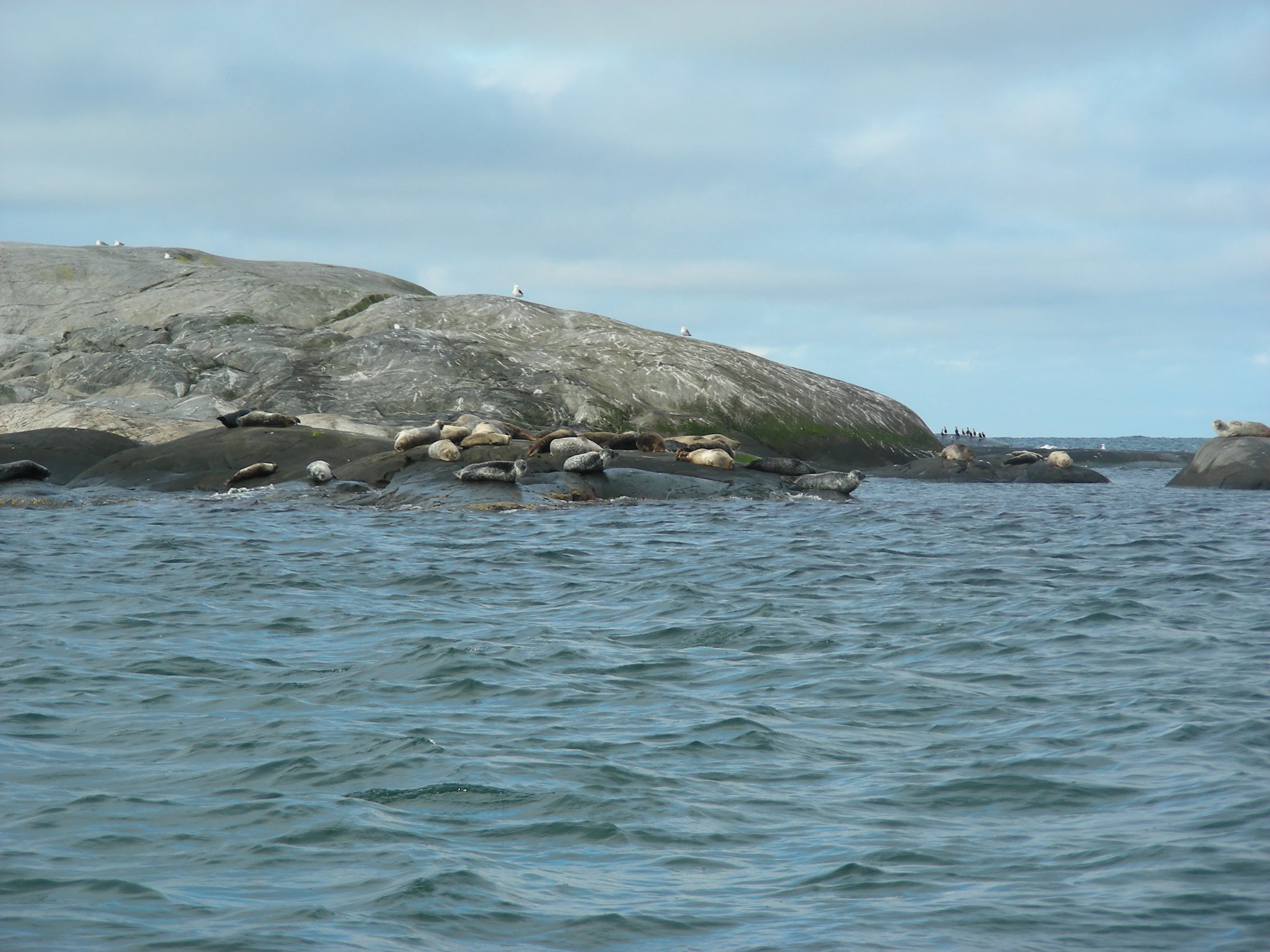 Several seals resting on rocky formations in the sea with calm water and a partly cloudy sky