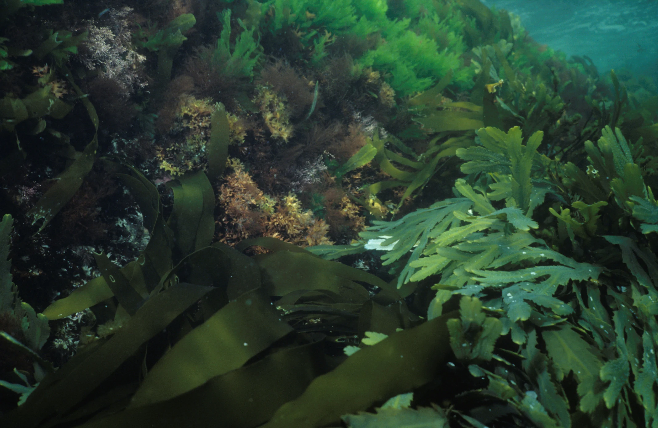 Underwater scene showing dense seaweed and algae growth on rocky seabed