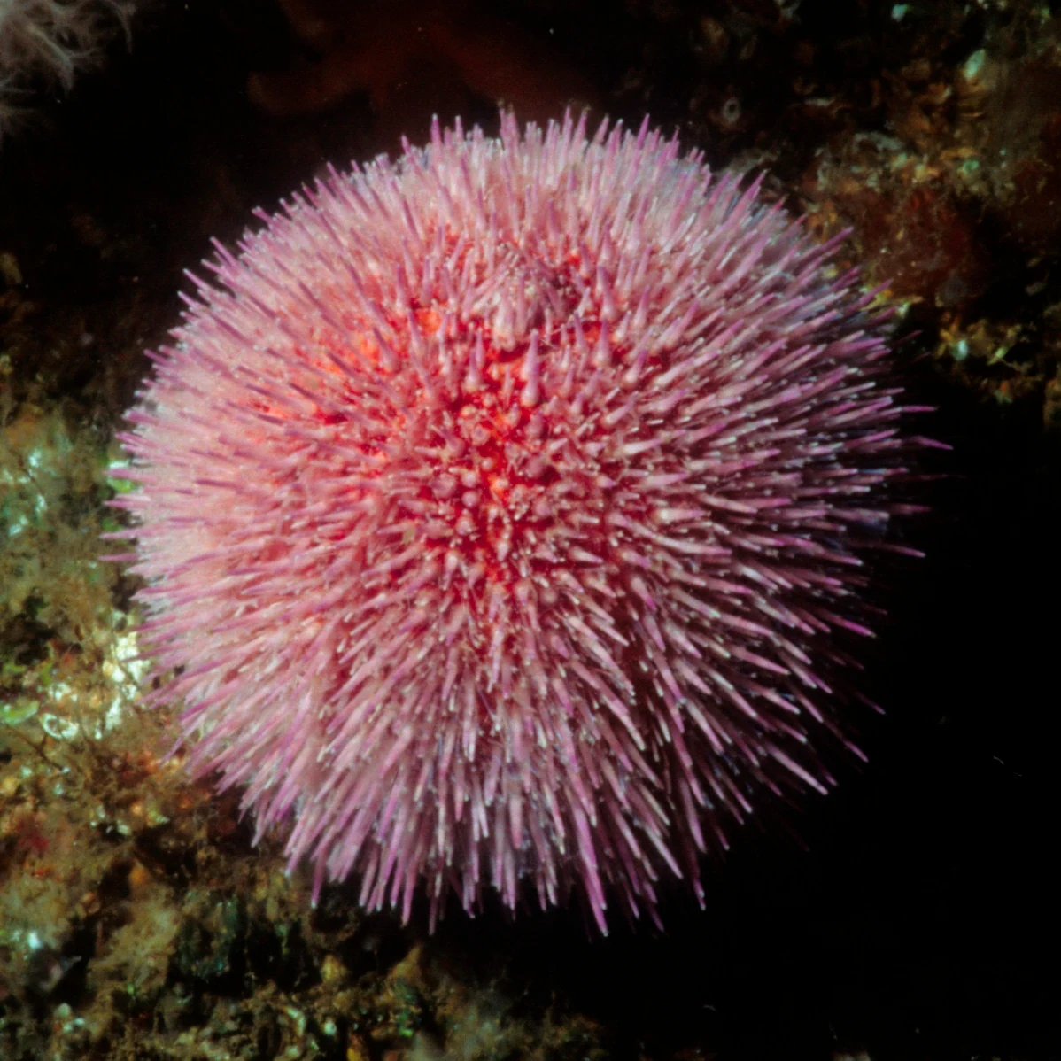A close-up of a pink sea urchin with spines, showing its textured surface and surrounding marine environment