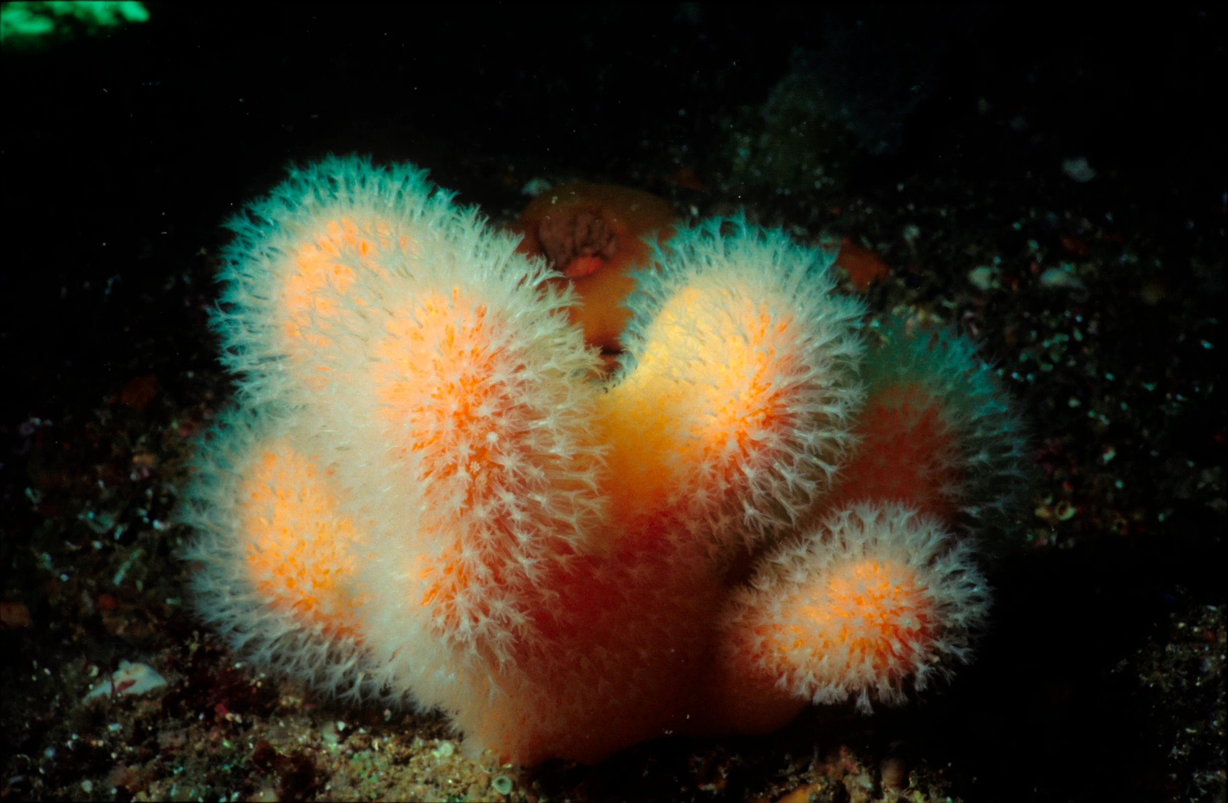 Close-up view of orange and white Alcyonium digitatum soft coral with feathery polyps on a dark seabed