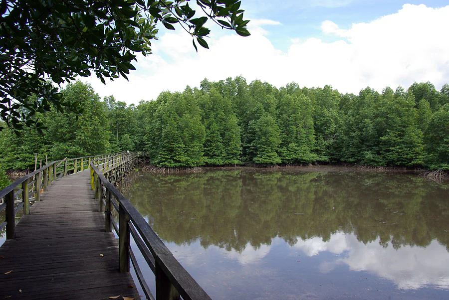 A wooden boardwalk extending over a calm, brown water surface with a dense mangrove forest in the background.