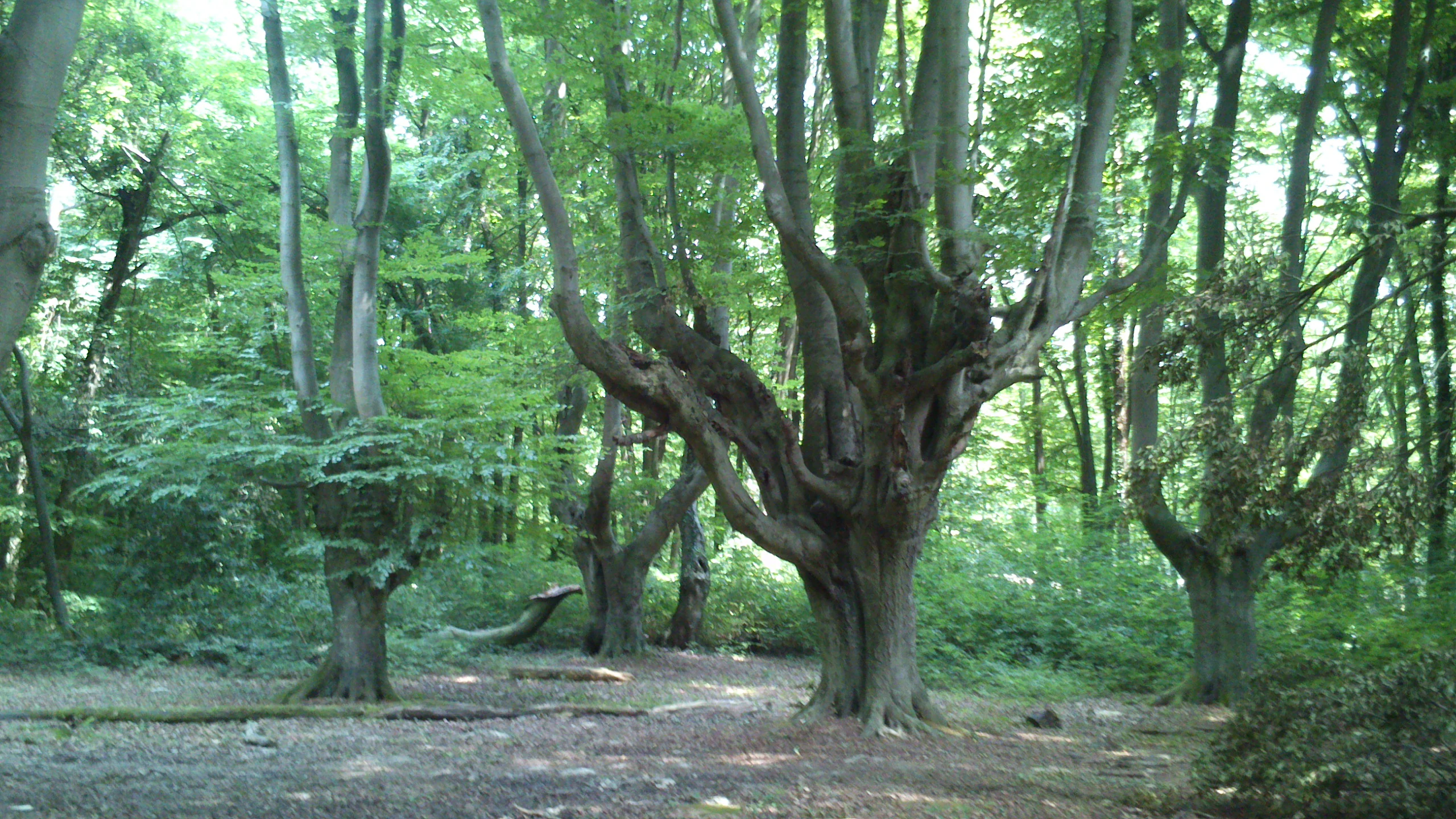 Several pollarded beech trees with thick, gnarly trunks and multiple upright branches standing in a lush, green deciduous forest.