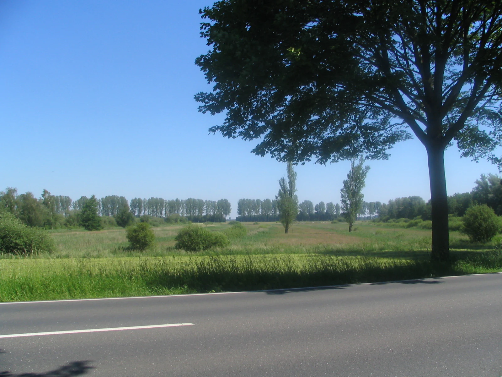 A paved road with a white line in the foreground, leading past a large tree on the right towards a green wetland field with scattered trees and a distant tree line under a clear blue sky.