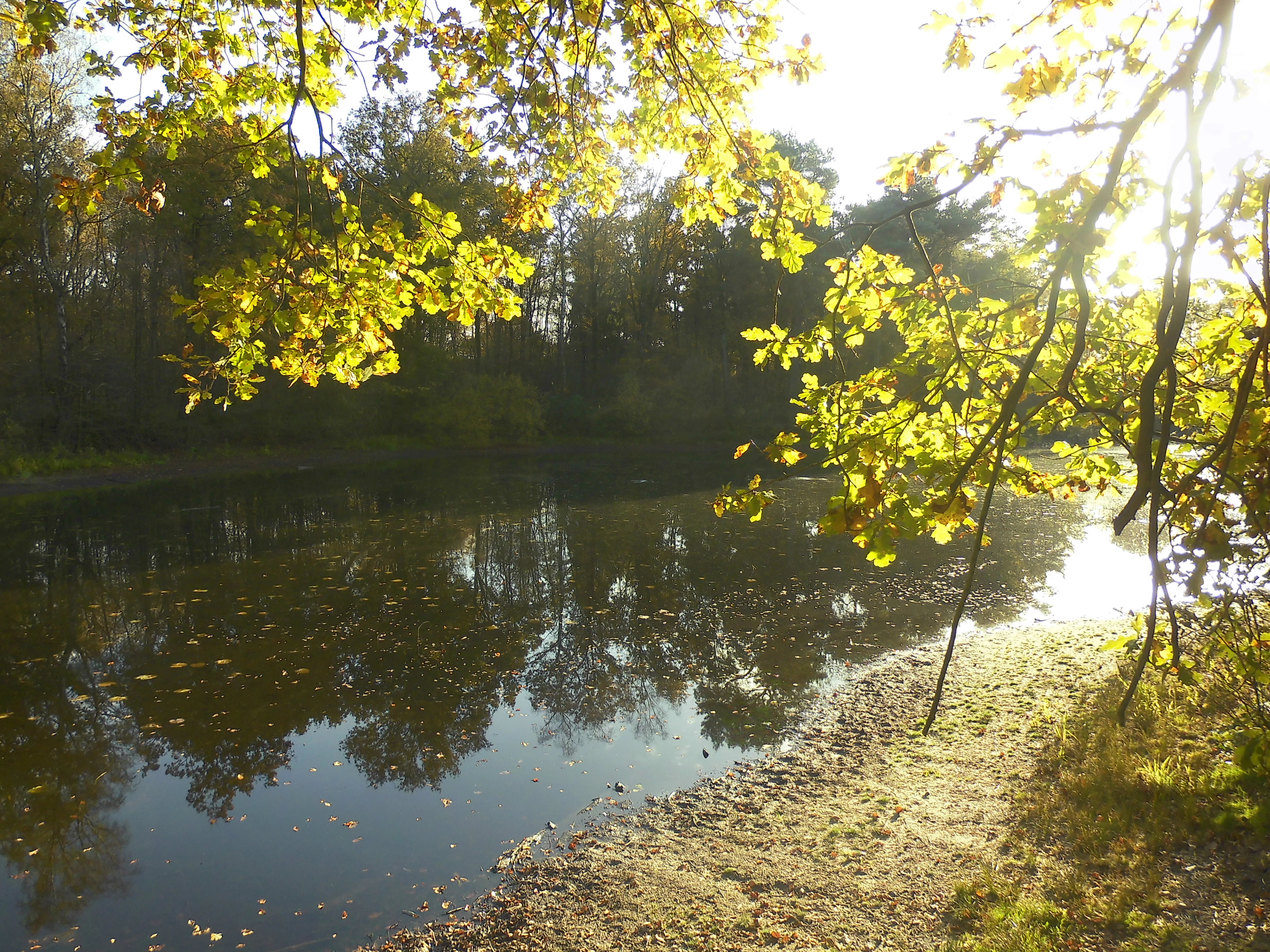 A view of a calm, dark pond surface surrounded by trees with yellow and green foliage, with sunlight filtering through branches in the foreground.
