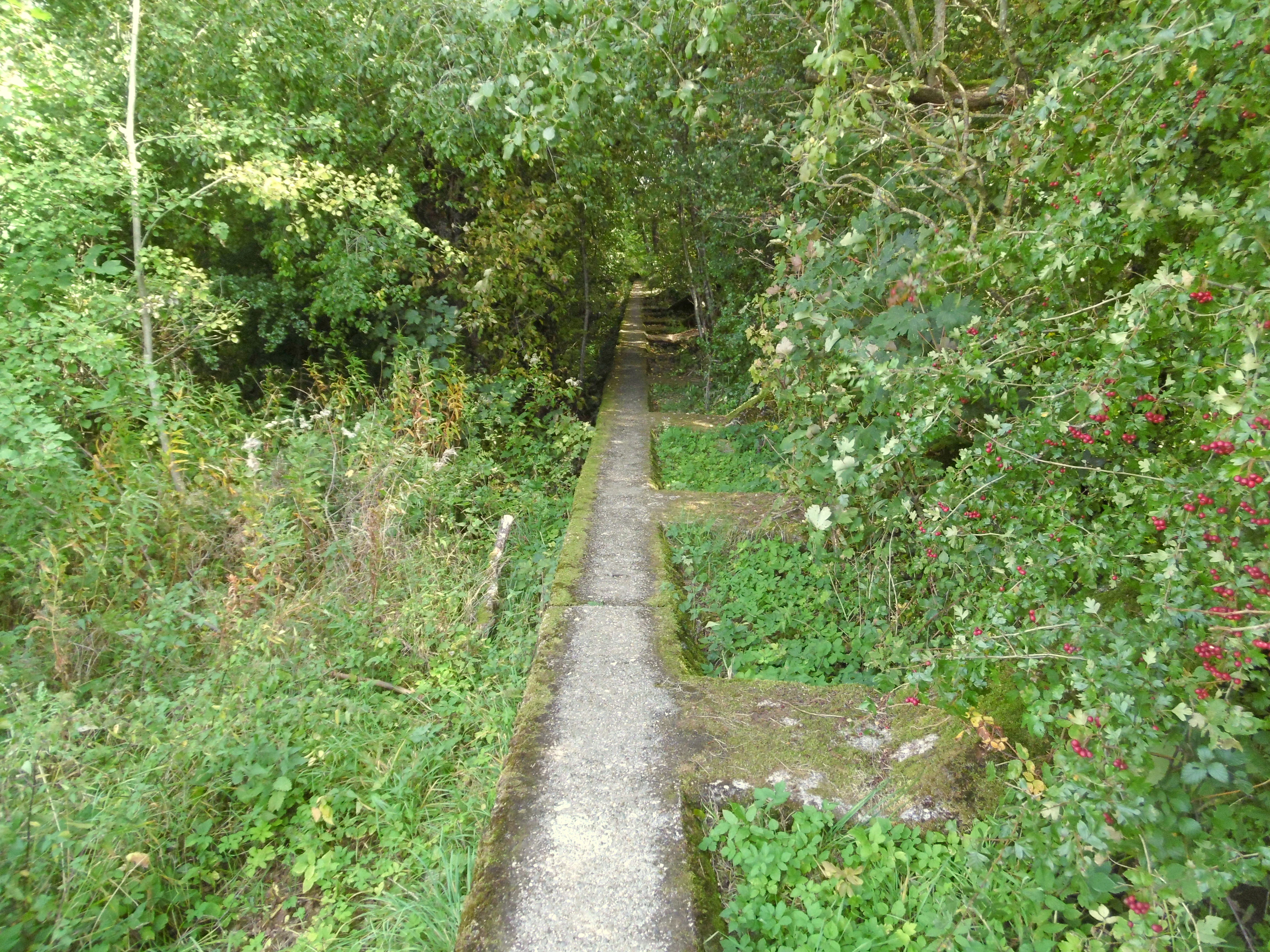 Un tramo de un antiguo muro de fortificación de piedra u hormigón, probablemente parte del histórico Westwall, atraviesa un denso bosque verde, parcialmente cubierto de vegetación.