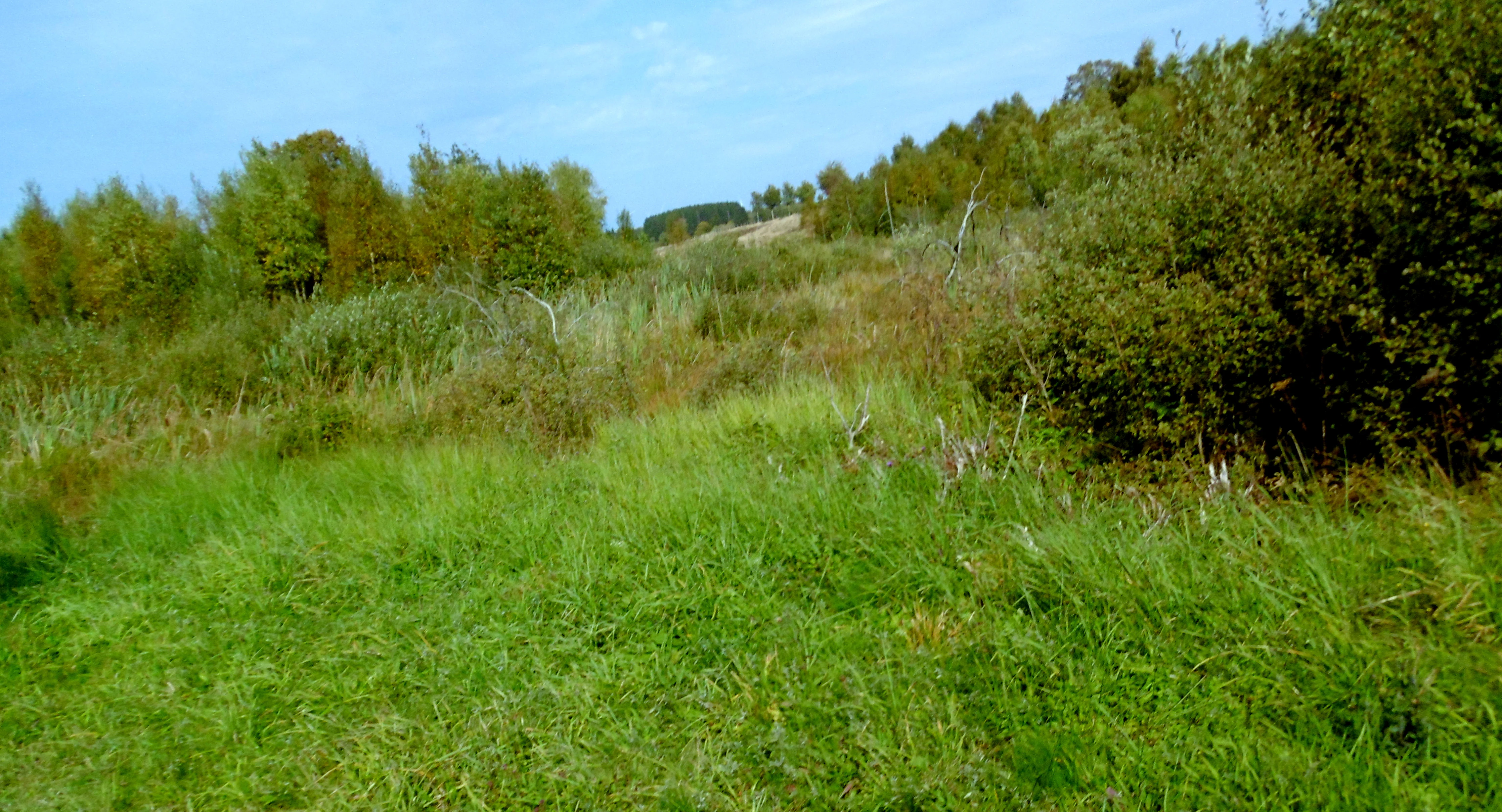 Una amplia toma al aire libre de una zona de humedal cubierta de hierba, con arbustos y árboles al fondo bajo un cielo azul.
